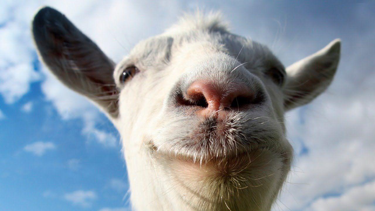 11 Animals Desktop Wallpapers - Goat Simulator , HD Wallpaper & Backgrounds
