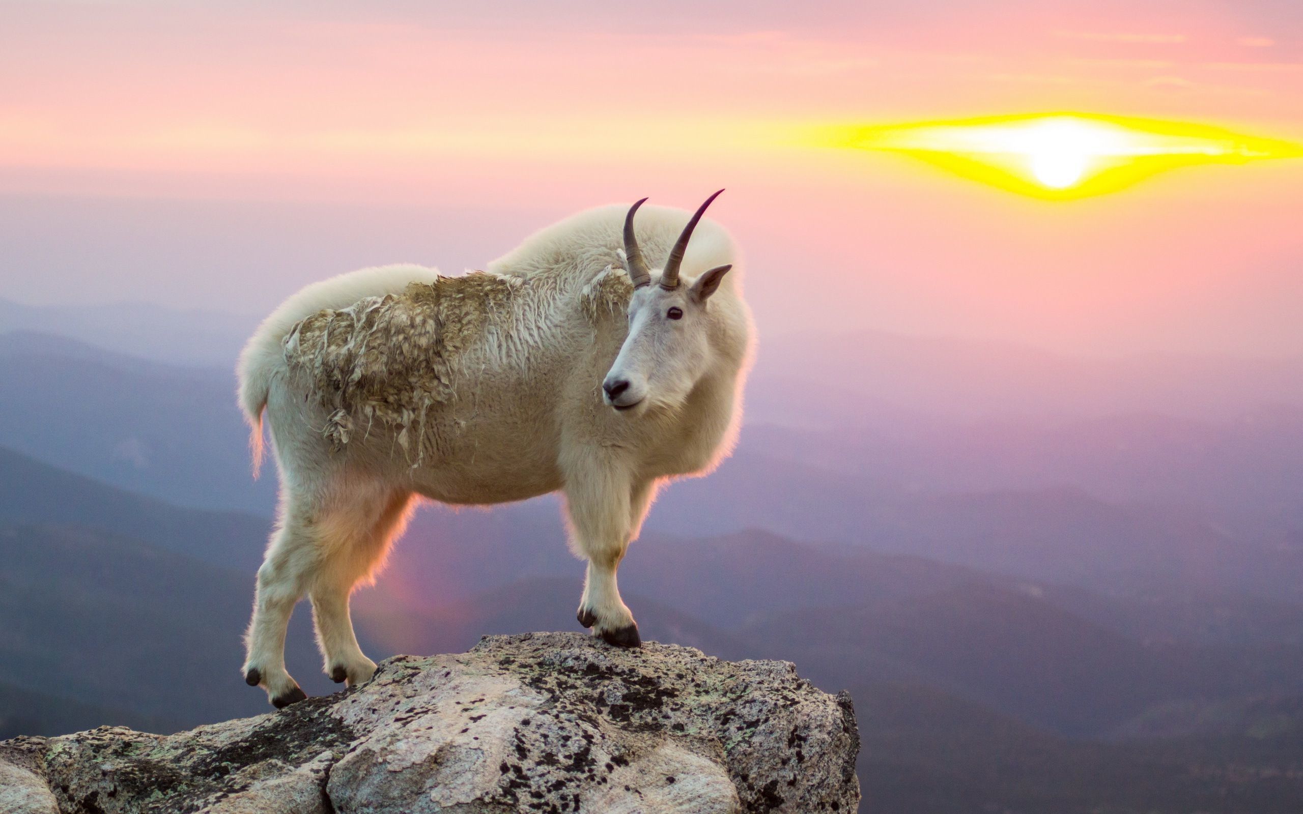 Mountain Goat Cliff Sunset Desktop Background Images - Mountain Goat Wallpaper Hd , HD Wallpaper & Backgrounds