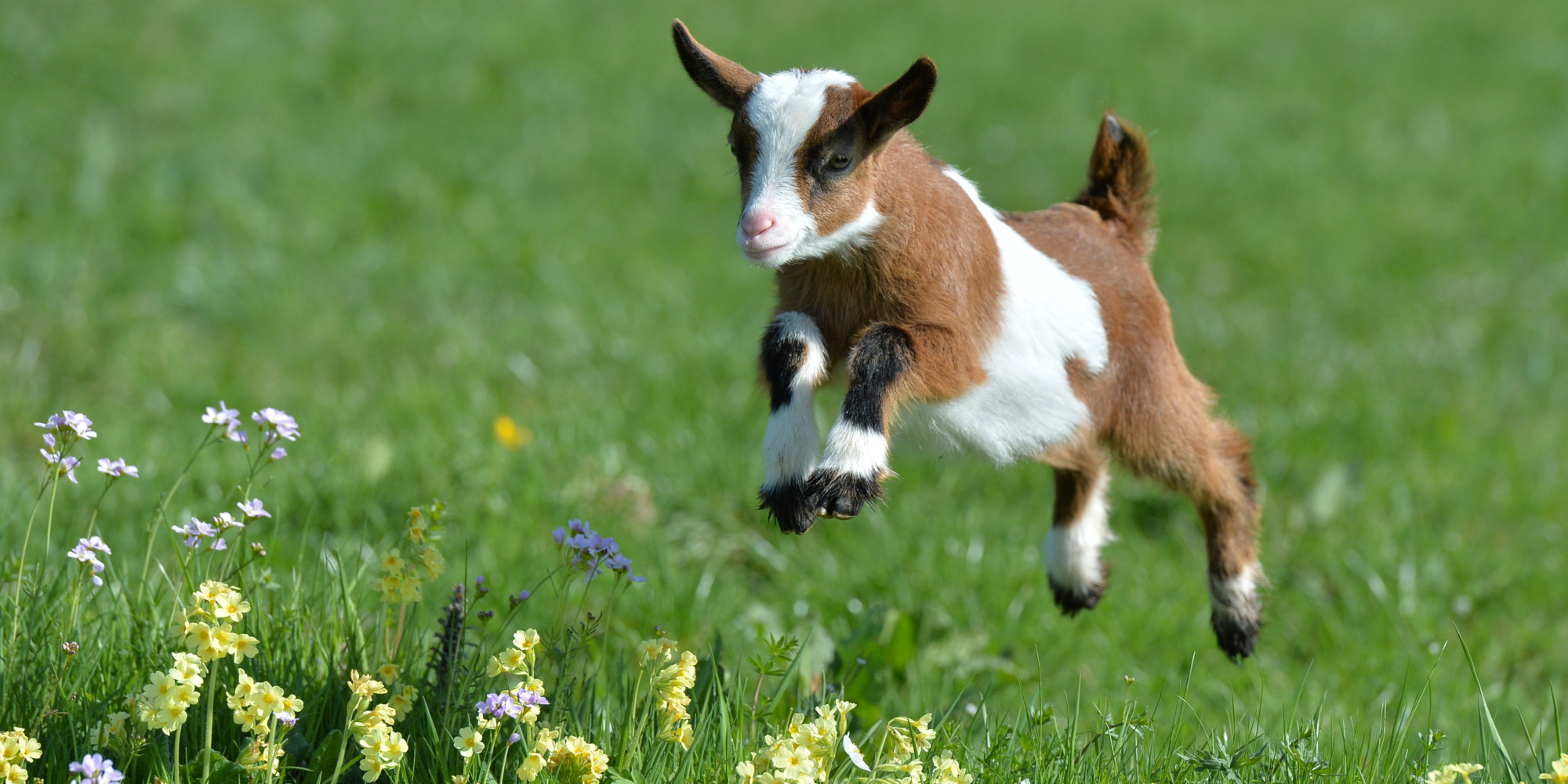 Cute Goats Wallpaper - Baby Goats In Spring , HD Wallpaper & Backgrounds