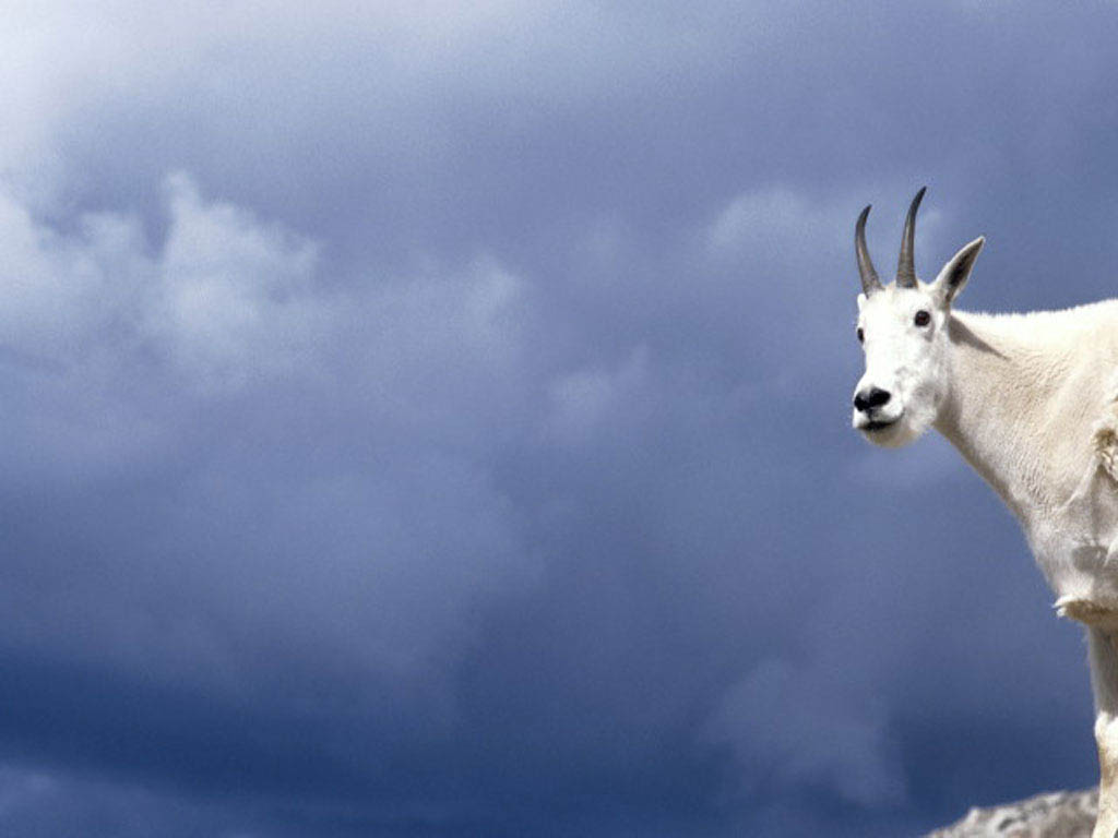 Mountain Goat In The Clouds - Goat In The Clouds , HD Wallpaper & Backgrounds
