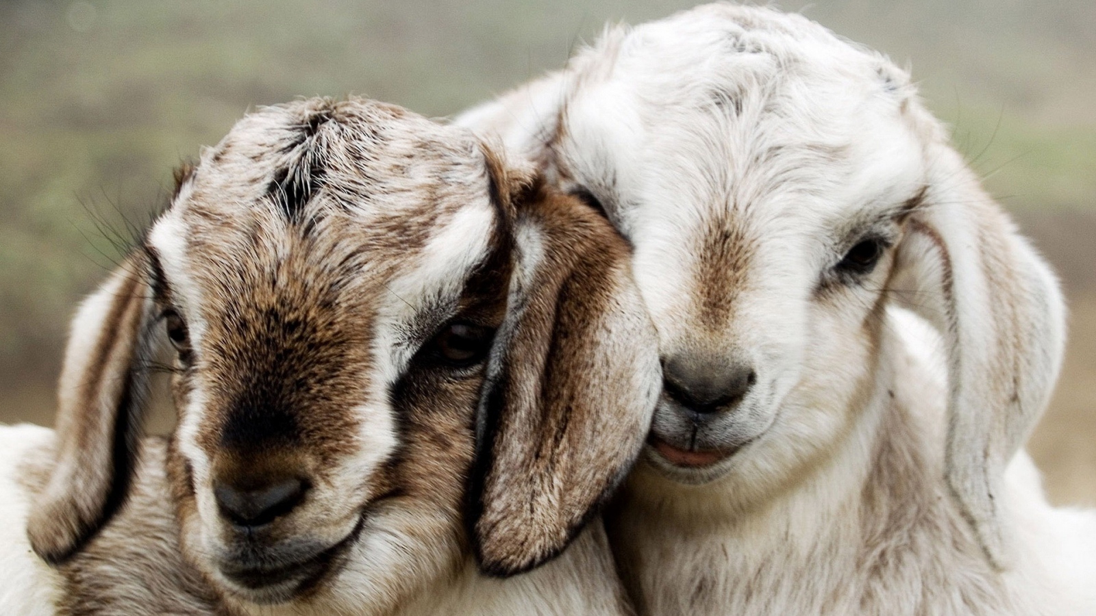 Kid Goats - Hd Animals Wallpaper 1080p , HD Wallpaper & Backgrounds
