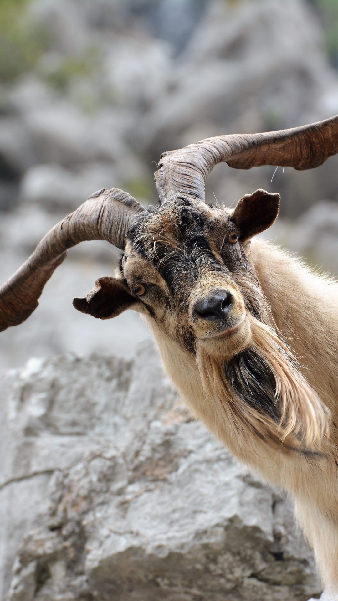 Wallpaper - Goat Horns , HD Wallpaper & Backgrounds