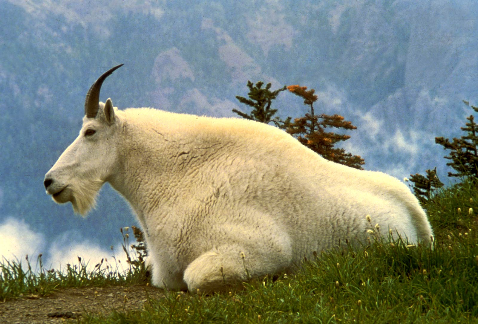 Free Goat Wallpaper Wallpapers Download - Large Goat , HD Wallpaper & Backgrounds