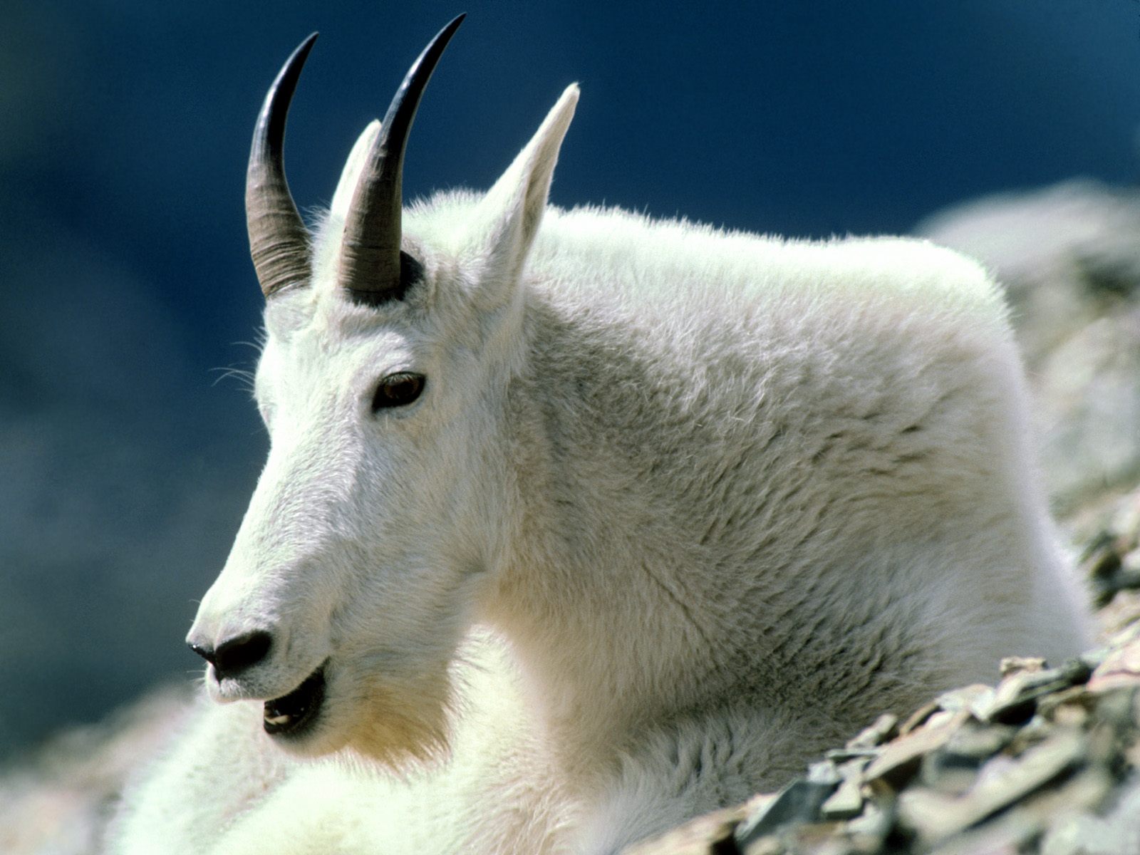 Mountain Goat Montana - Female Mountain Goat Horns , HD Wallpaper & Backgrounds