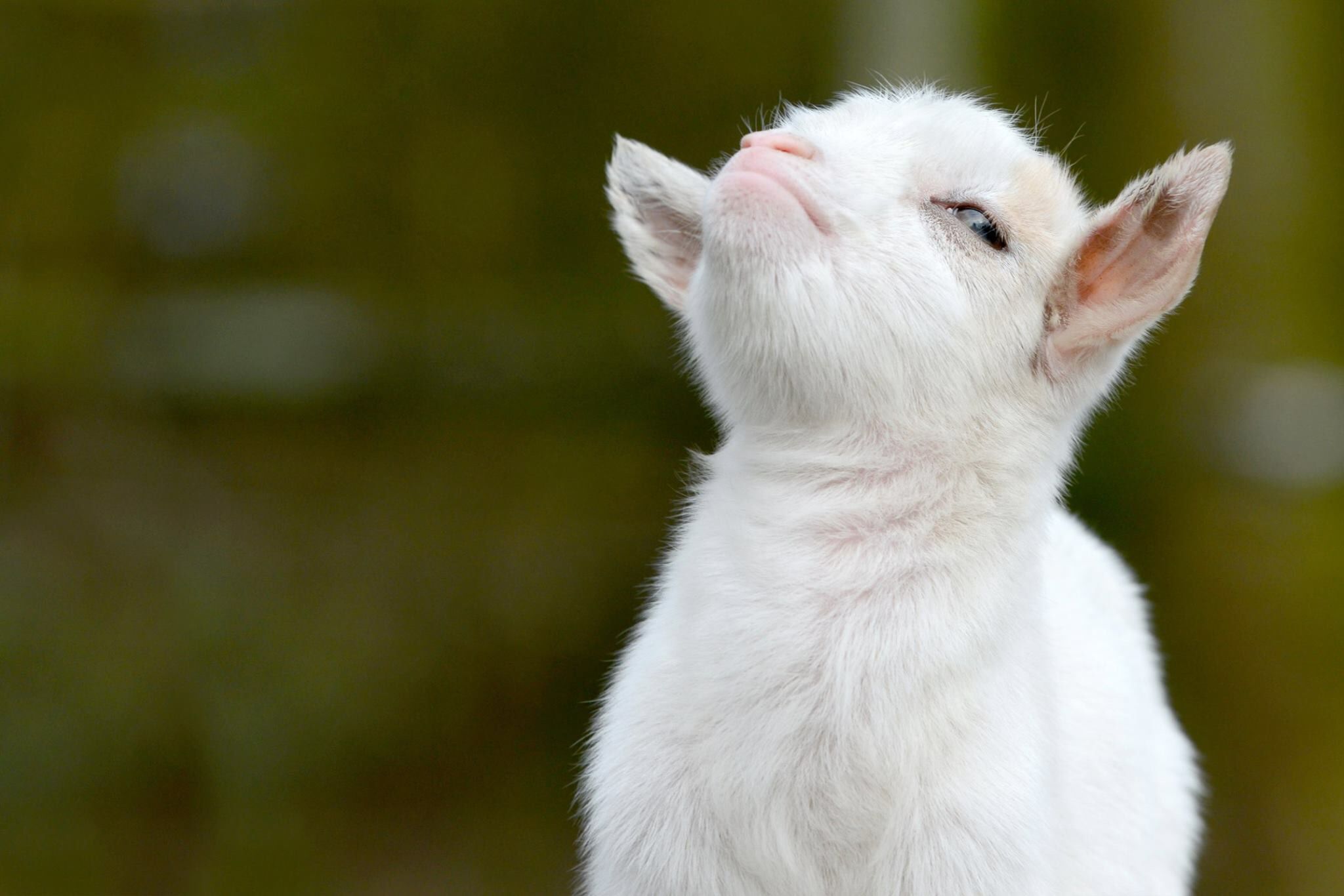 Goat Wallpaper For Windows - Proud Goat , HD Wallpaper & Backgrounds