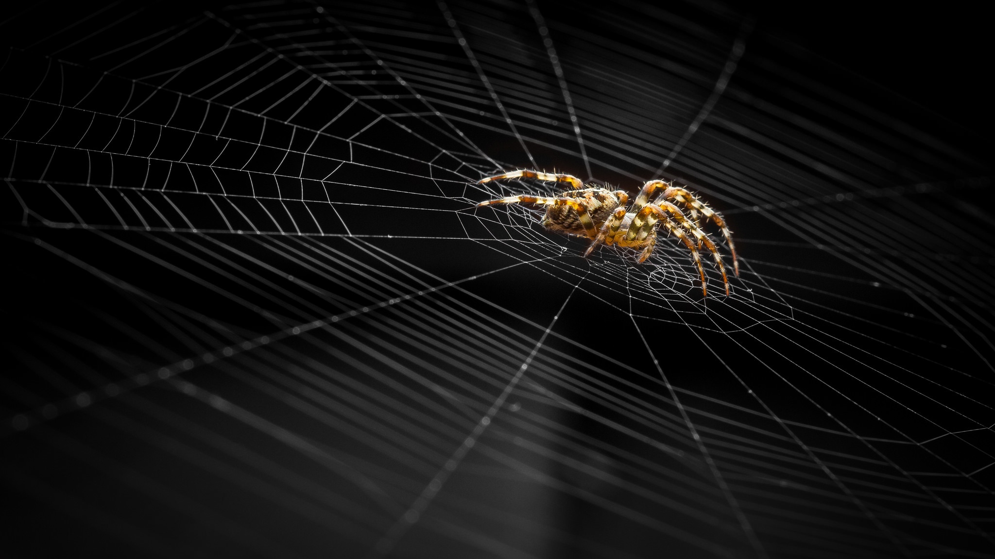 Dark Spider And Web - Dark Spider Web Hd , HD Wallpaper & Backgrounds