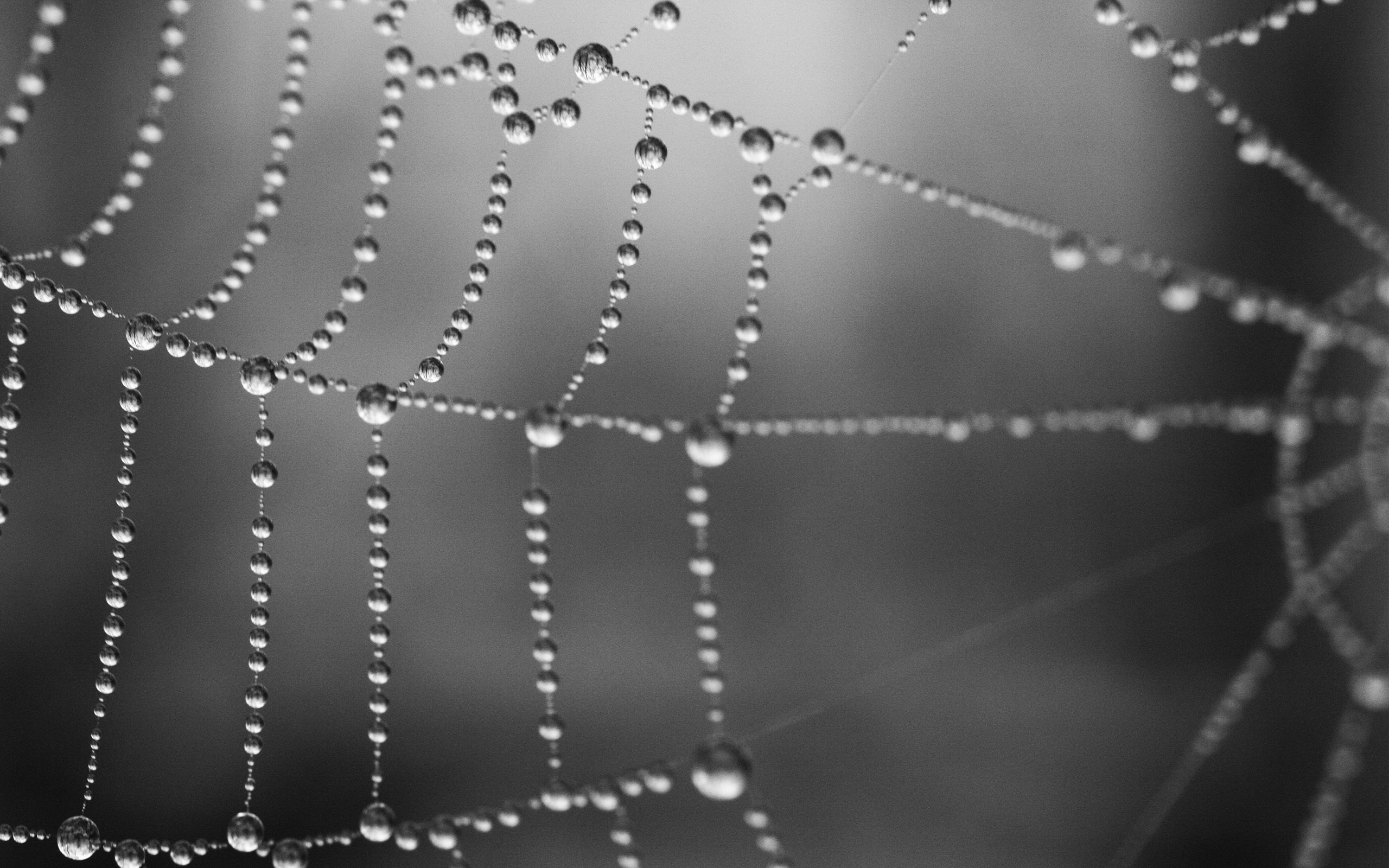 Wet Spider Web , HD Wallpaper & Backgrounds