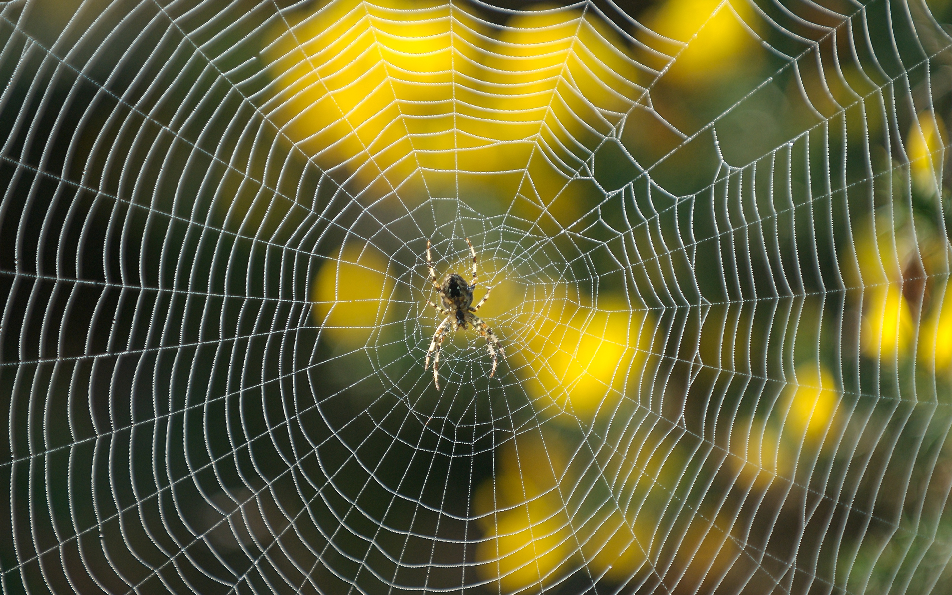 The Deep Web - Spider And Spider Web , HD Wallpaper & Backgrounds