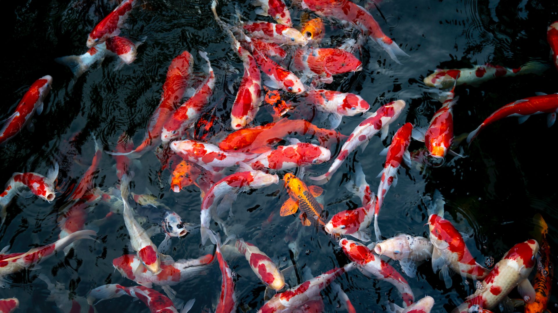 Shoal Of Orange Koi In Dark Water - Fish , HD Wallpaper & Backgrounds