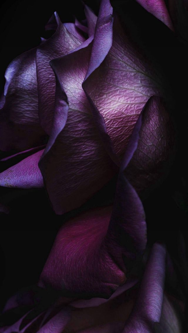 Noble Elegant Dark Rose Petal Macro - Purple Roses Iphone Wallpaper Hd , HD Wallpaper & Backgrounds