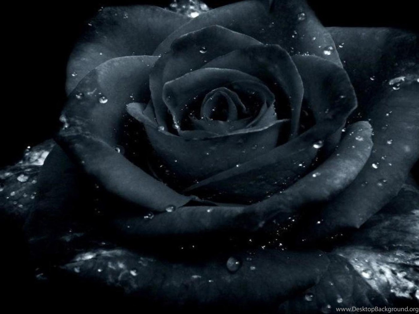 Fullscreen - Black Rose Wallpaper Hd , HD Wallpaper & Backgrounds