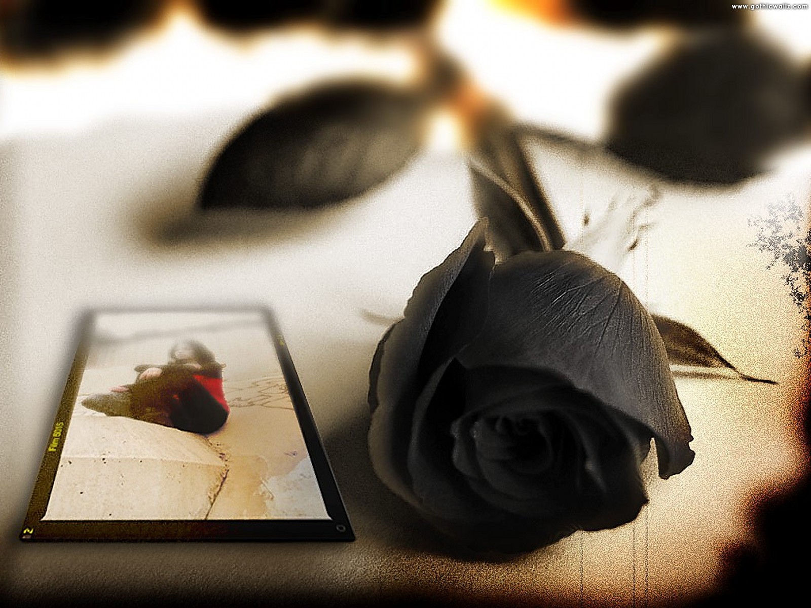 Black Rose Postcard - Most Beautiful Black Rose , HD Wallpaper & Backgrounds