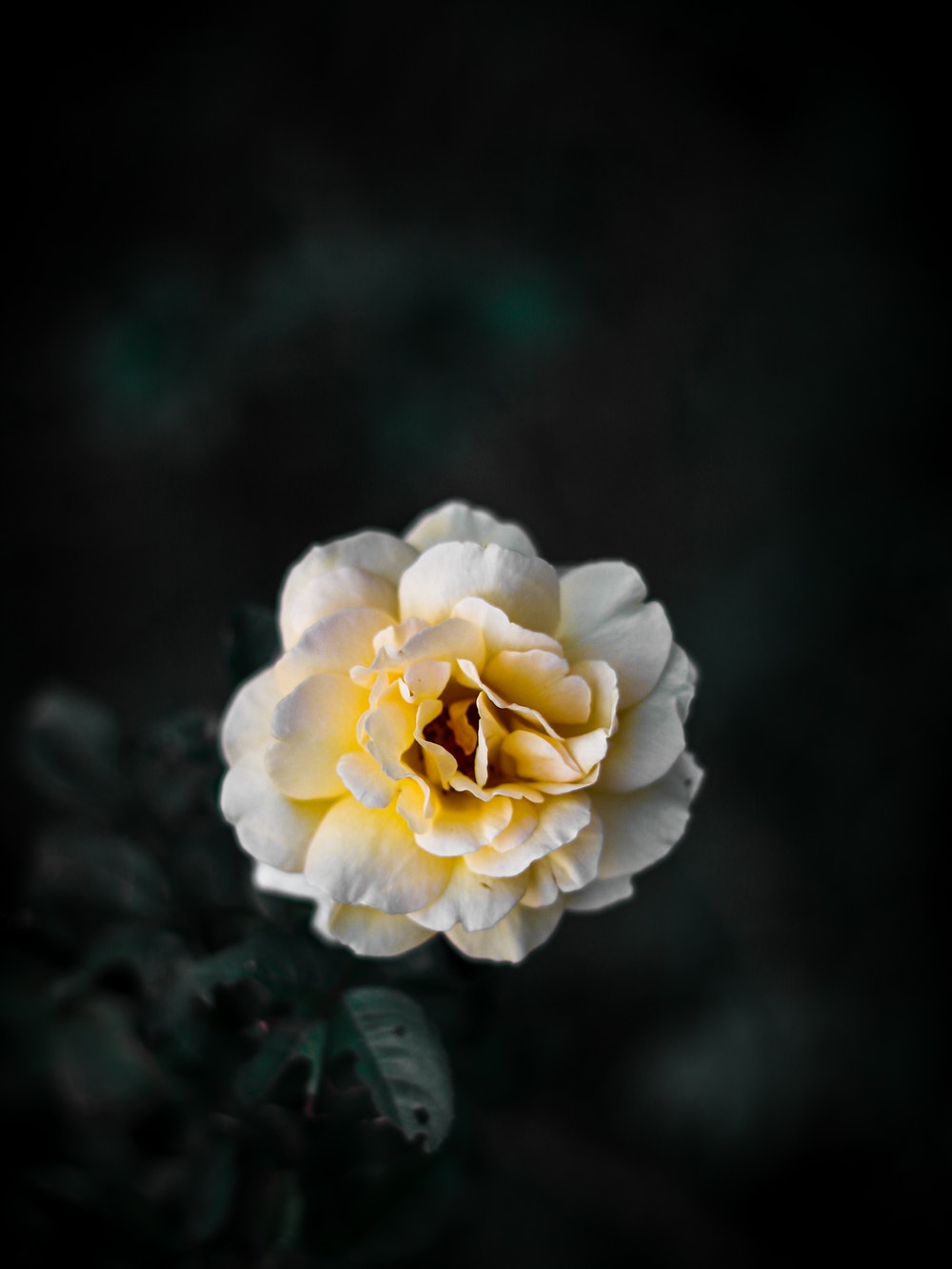 Dark Roses Wallpaper - Square Canvas Mockup Hanging On Wall Left View , HD Wallpaper & Backgrounds