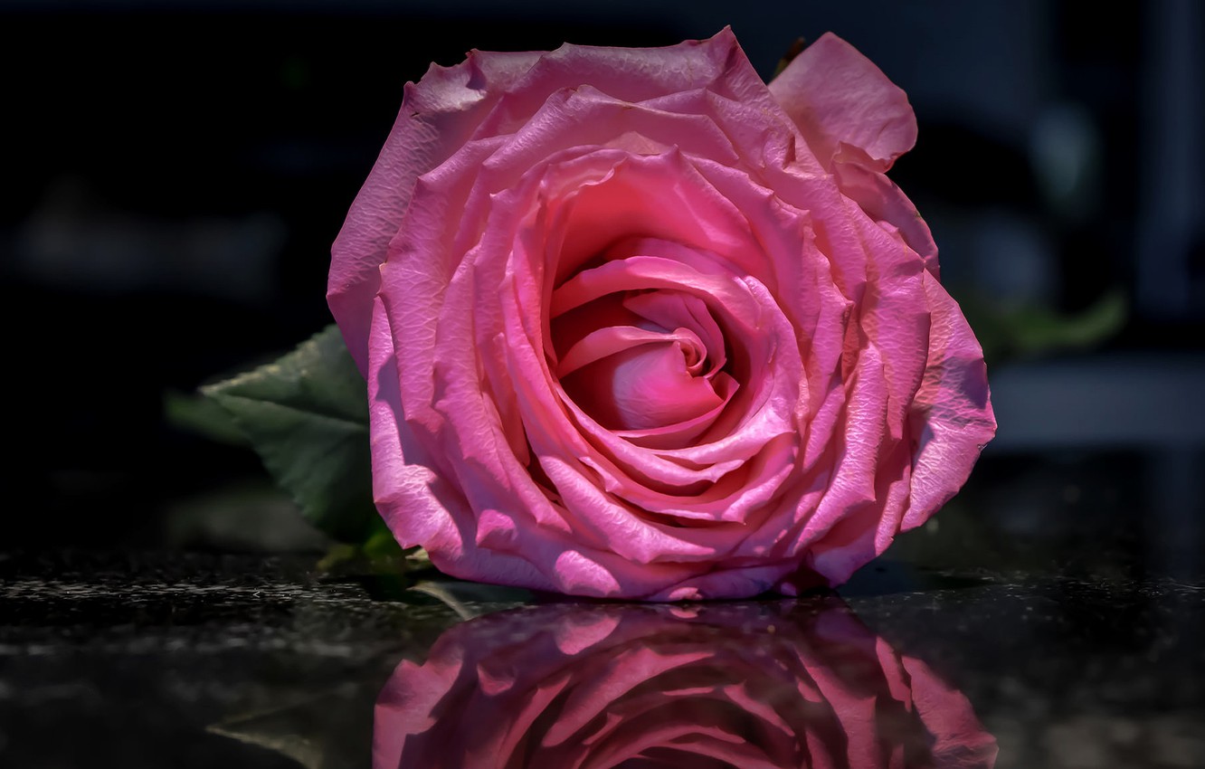 Photo Wallpaper Flower, Water, Macro, Reflection, Background, - Garden Roses , HD Wallpaper & Backgrounds