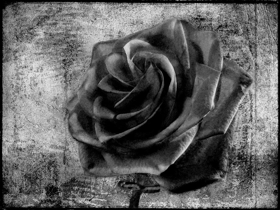 Black Roses For Sale 8 Desktop Wallpaper - Black Roses , HD Wallpaper & Backgrounds