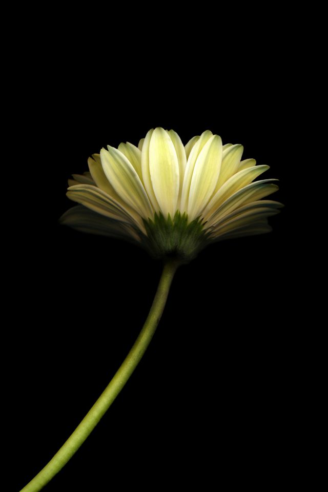 Lonely Flower Dark Simple Minimal Nature Android Wallpaper - Black Beautiful Wallpaper For Mobile , HD Wallpaper & Backgrounds