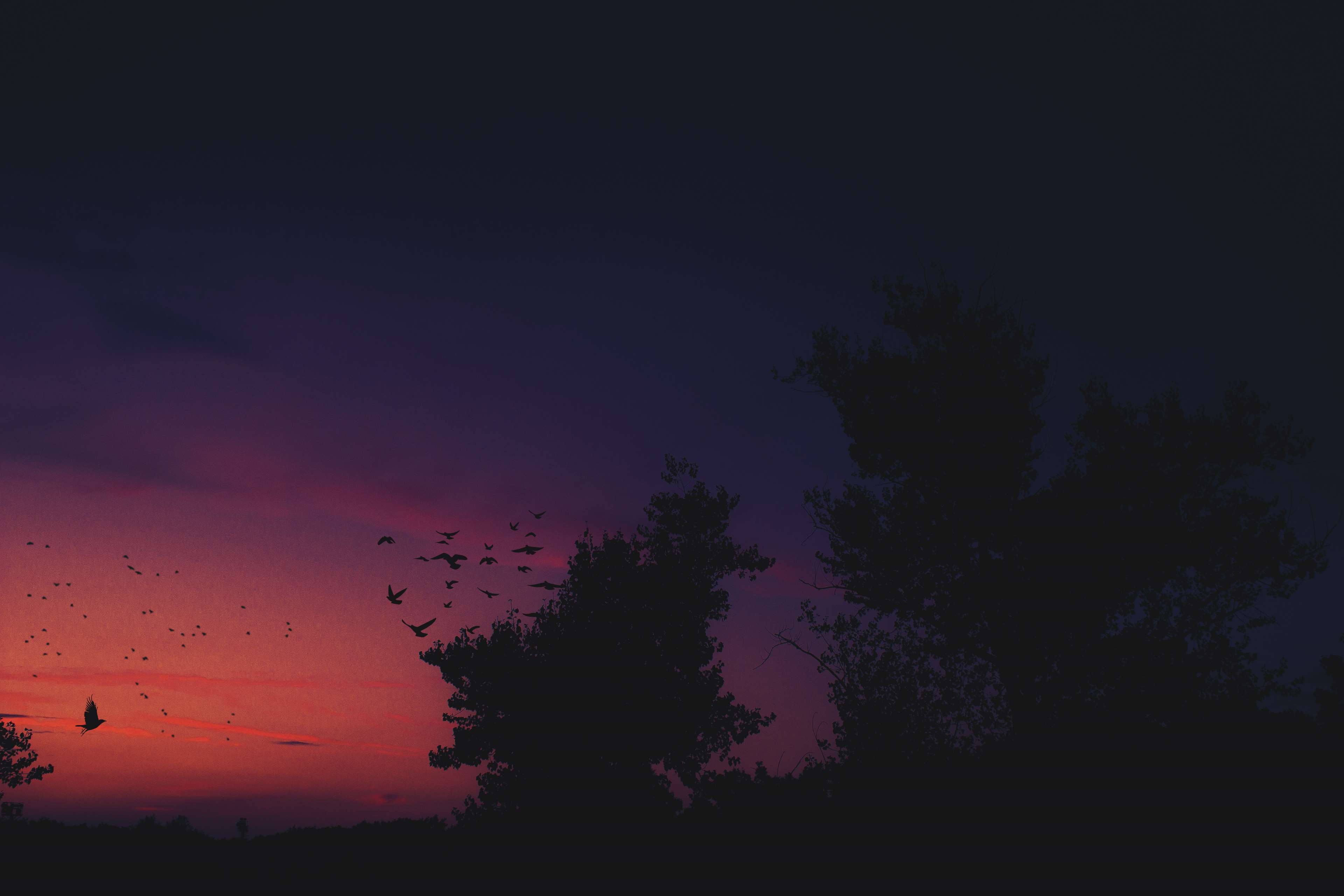 Bird, Blue, Dark, Landscape, Pink, Shadow, Sky, Sun, - Evening , HD Wallpaper & Backgrounds