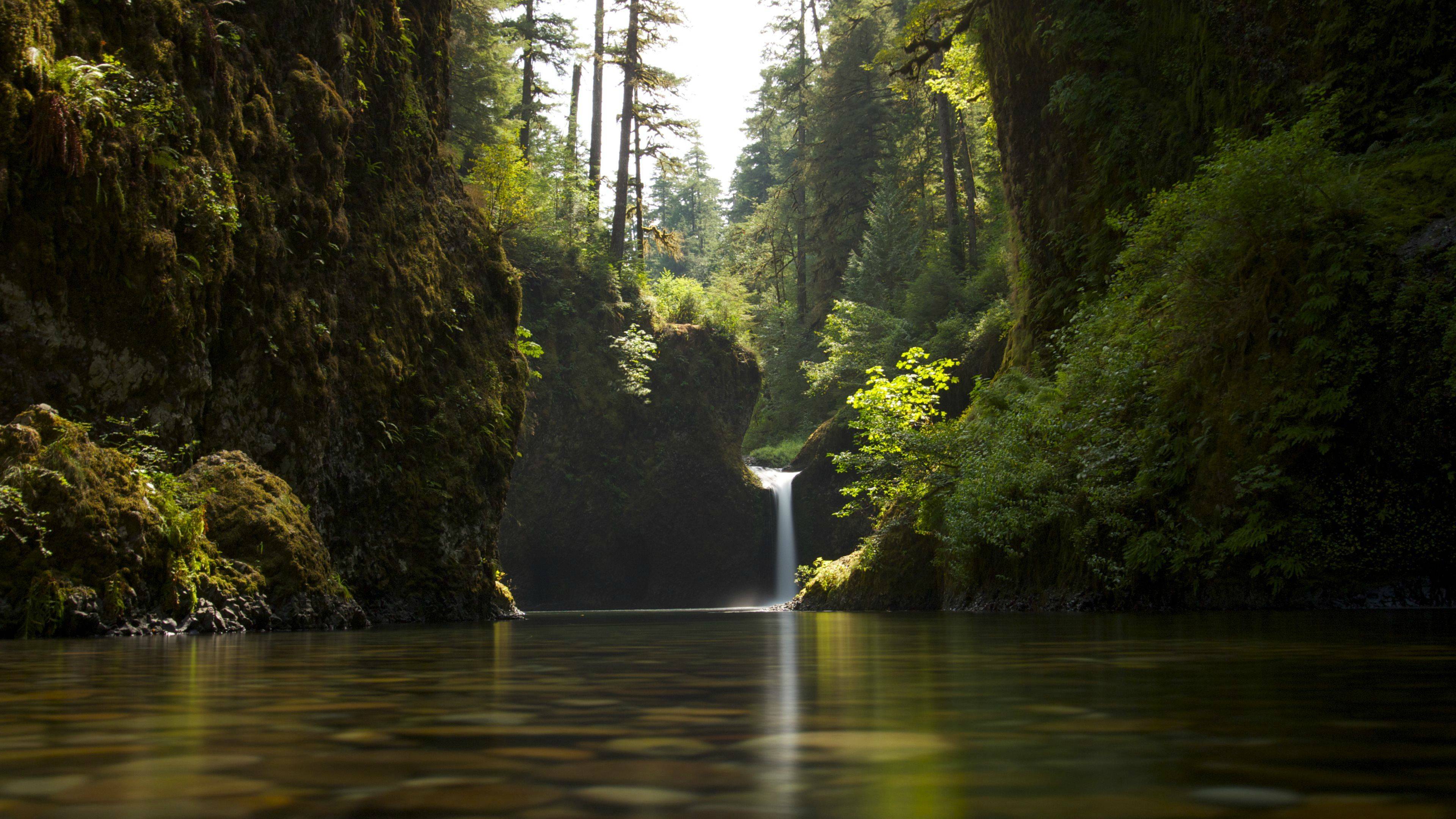 Rainforest Wallpaper [3840x2160] - Hoh Rainforest Desktop Background , HD Wallpaper & Backgrounds