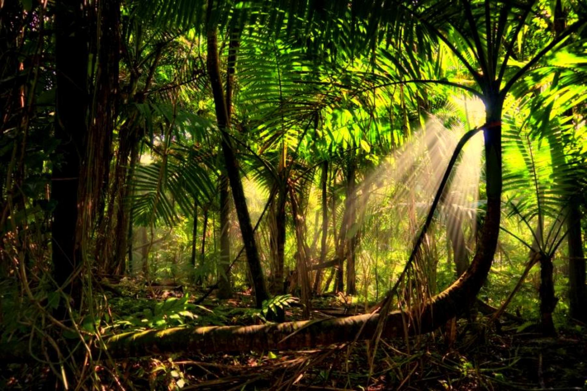 Rainforest Wallpaper Hd - Sun In The Rainforest , HD Wallpaper & Backgrounds