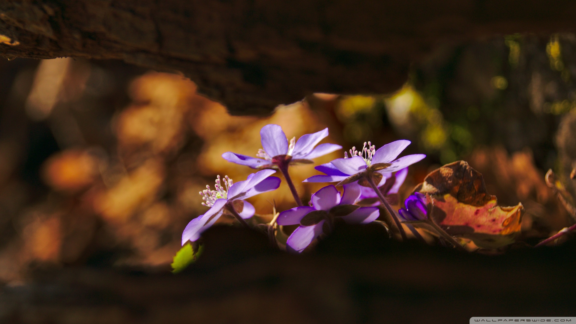 Standard - Hd Wallpaper Forest Flowers , HD Wallpaper & Backgrounds