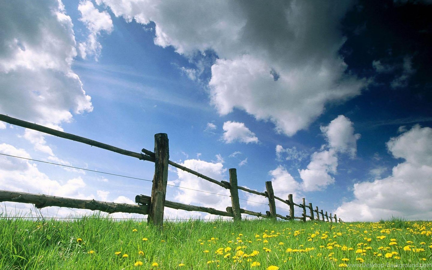 Widescreen - Grass Sky , HD Wallpaper & Backgrounds