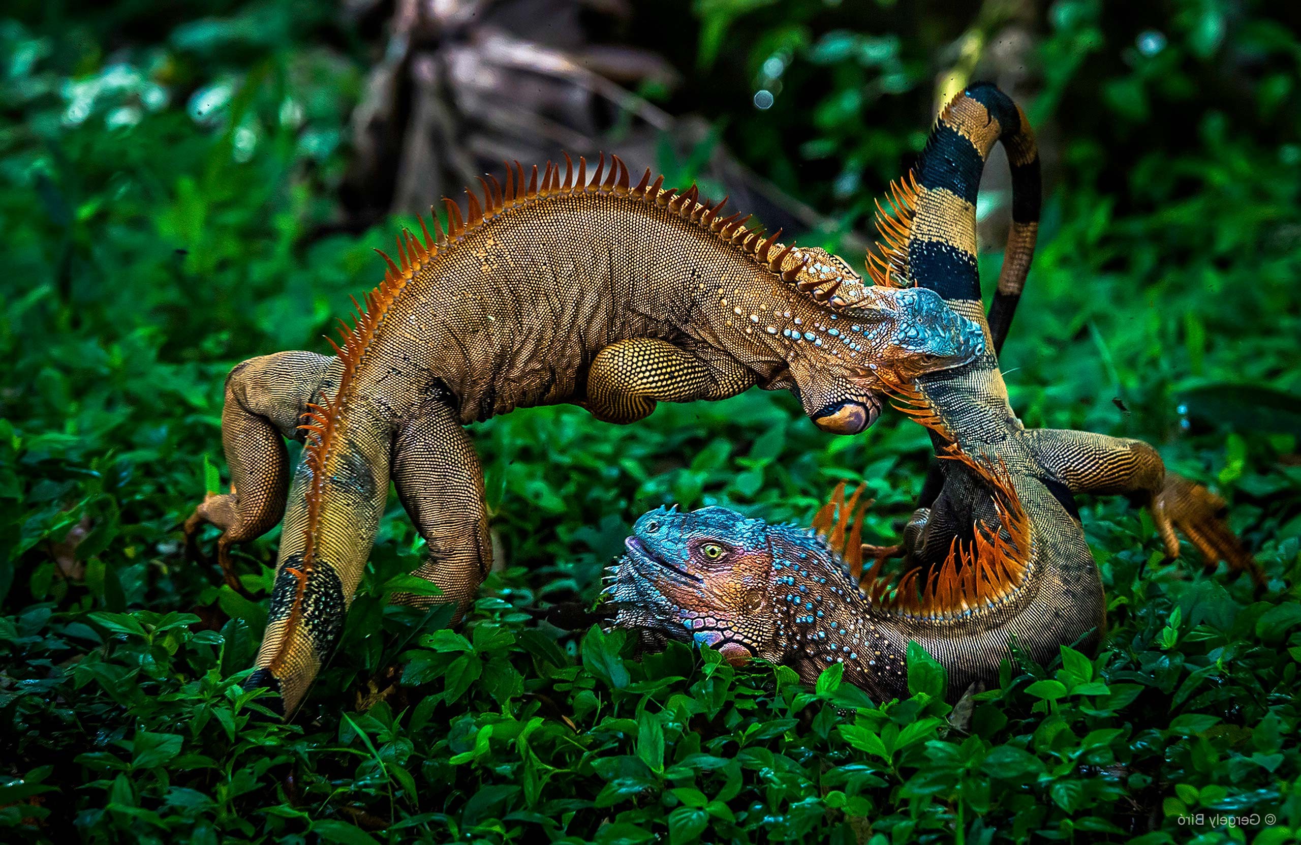 Nature, Plants, Animals, Battle, Iguana, Costa Rica, - Costa Rica , HD Wallpaper & Backgrounds