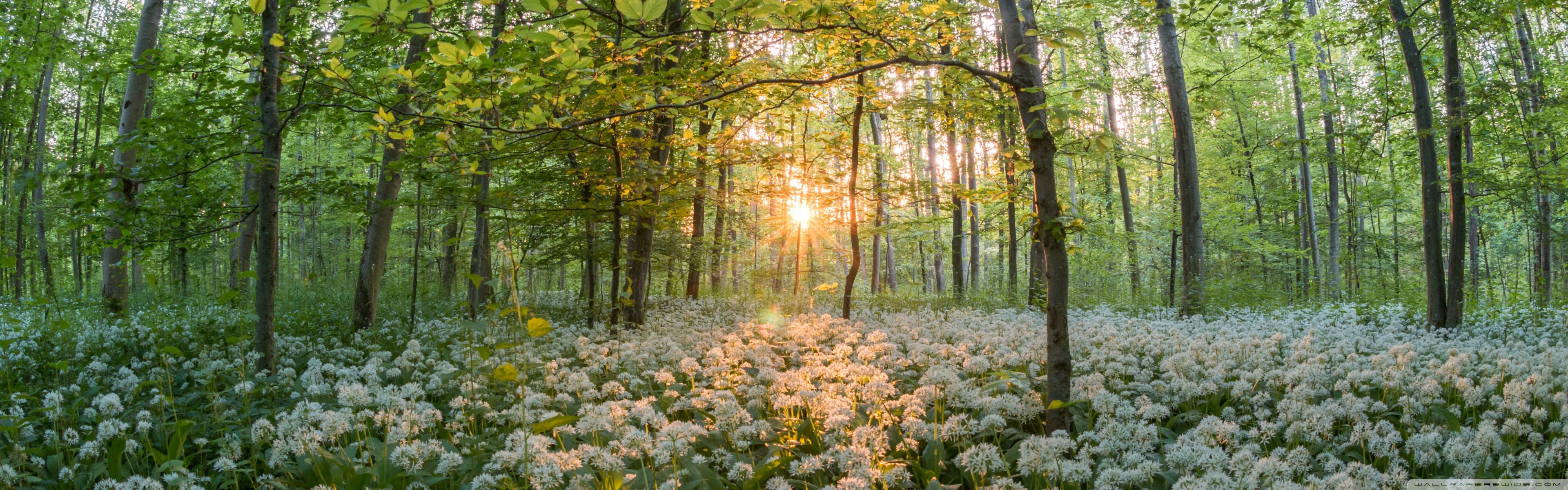 Dual Wide - Wild Garlic , HD Wallpaper & Backgrounds