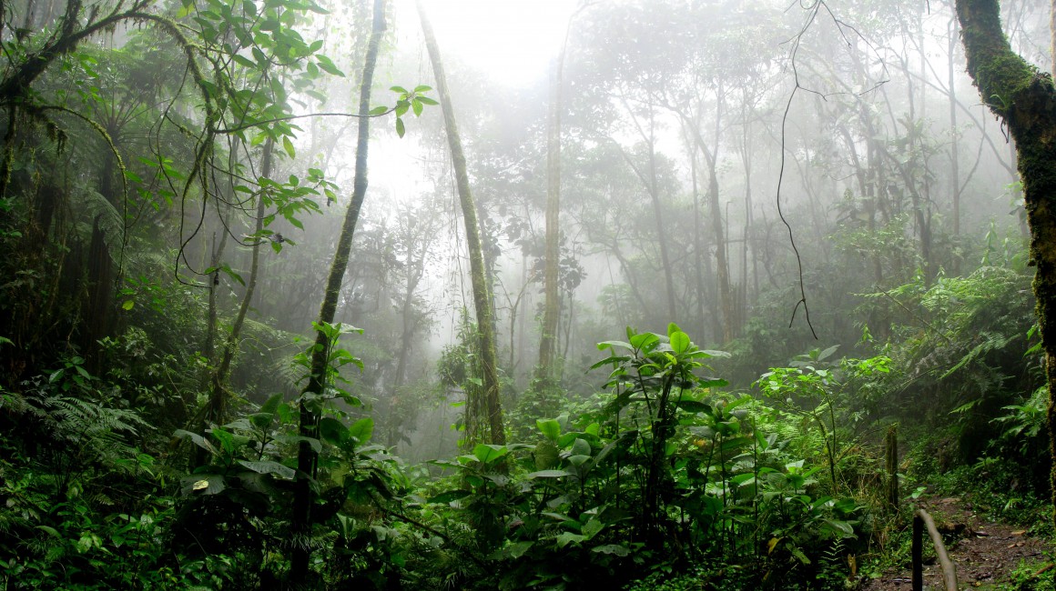 Rainforest During Foggy Day - South American Forest , HD Wallpaper & Backgrounds