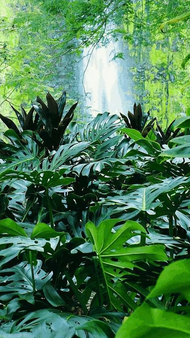 Earth Jungle Wallpaper Id 686798 Mobile Abyss - Tropical Forest Wallpaper Iphone , HD Wallpaper & Backgrounds