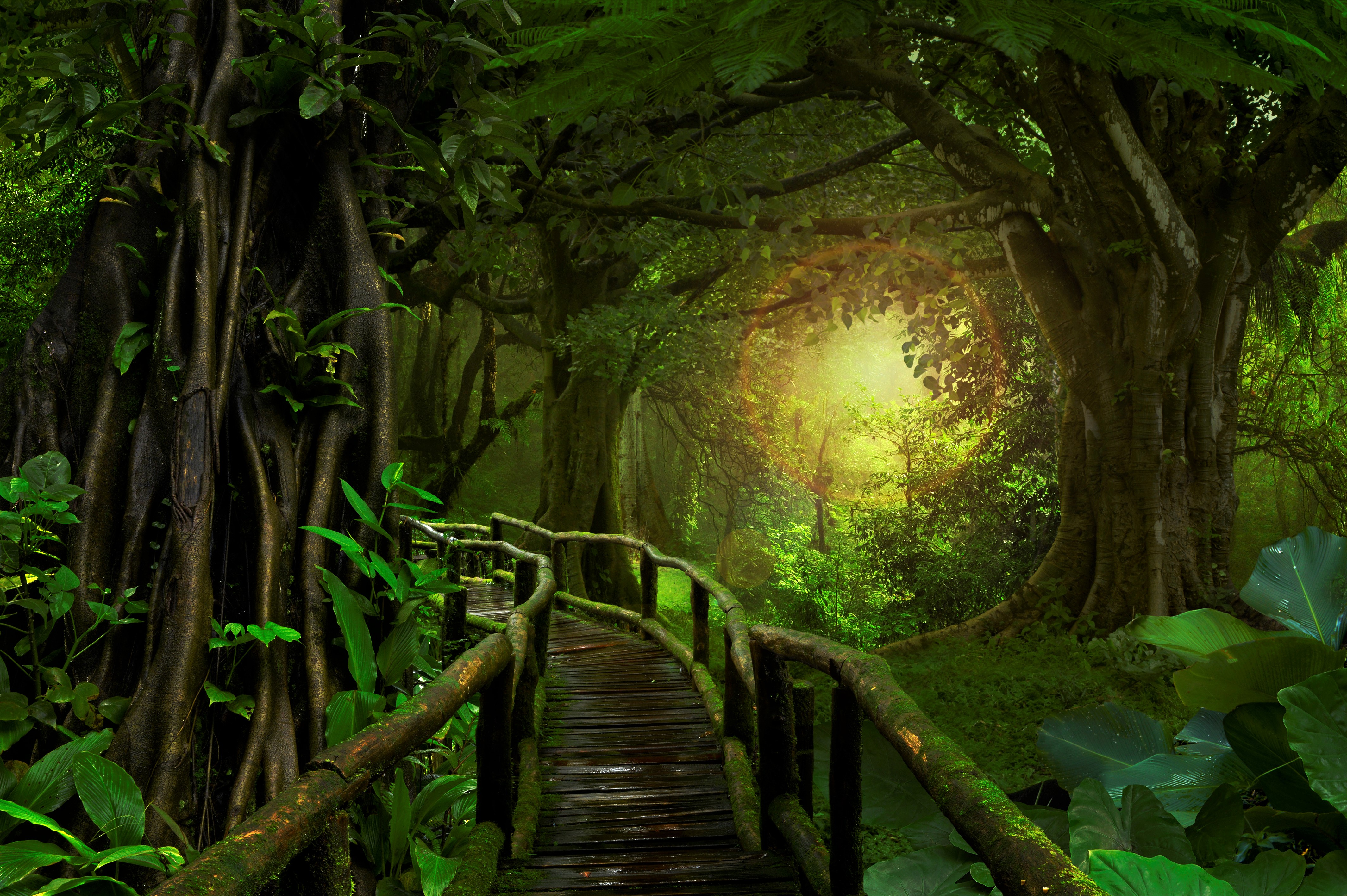 Bridge In Tropical Forest , HD Wallpaper & Backgrounds