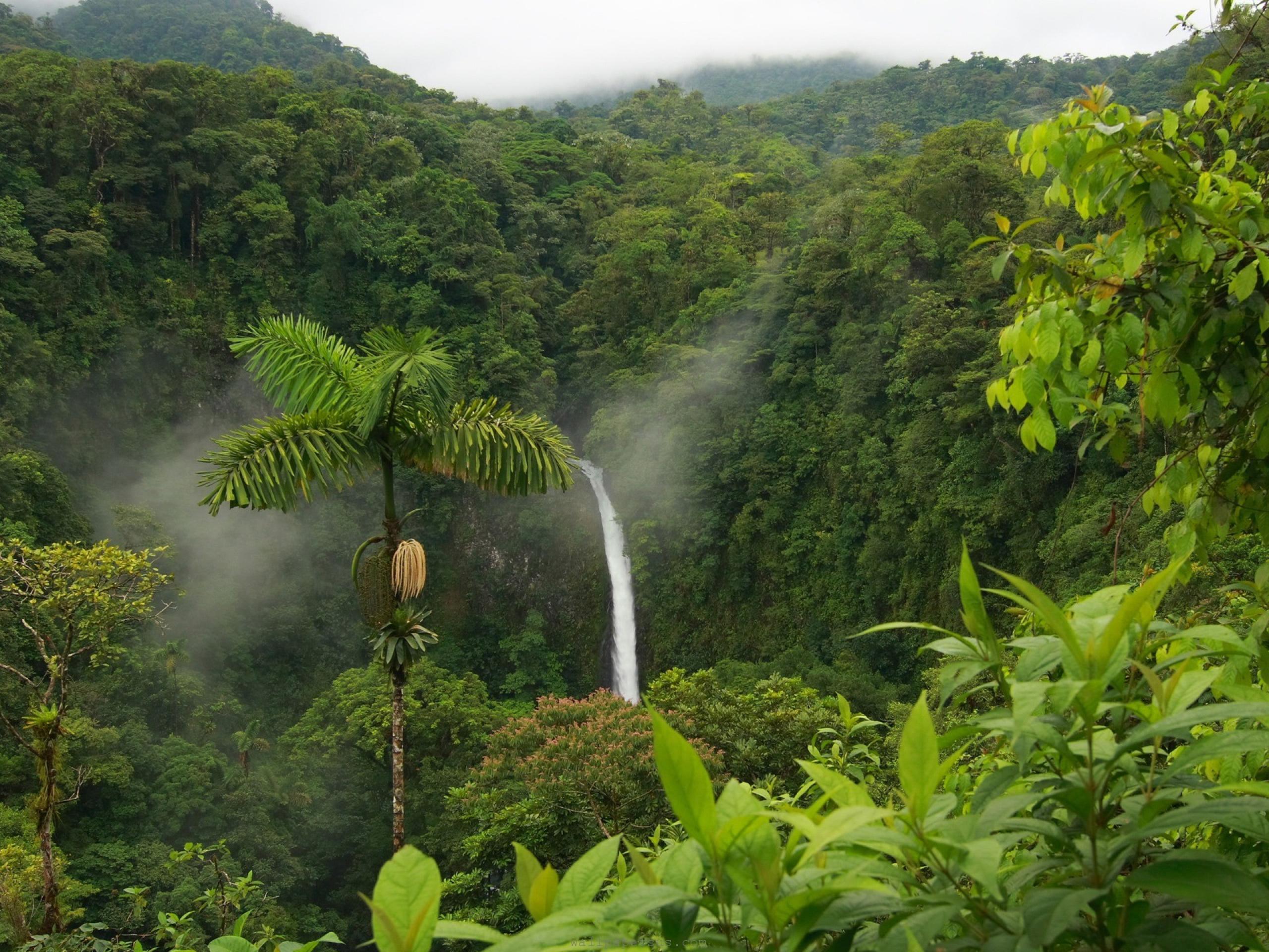 Tropical Rainforest Wallpapers - Costa Rica Hd , HD Wallpaper & Backgrounds
