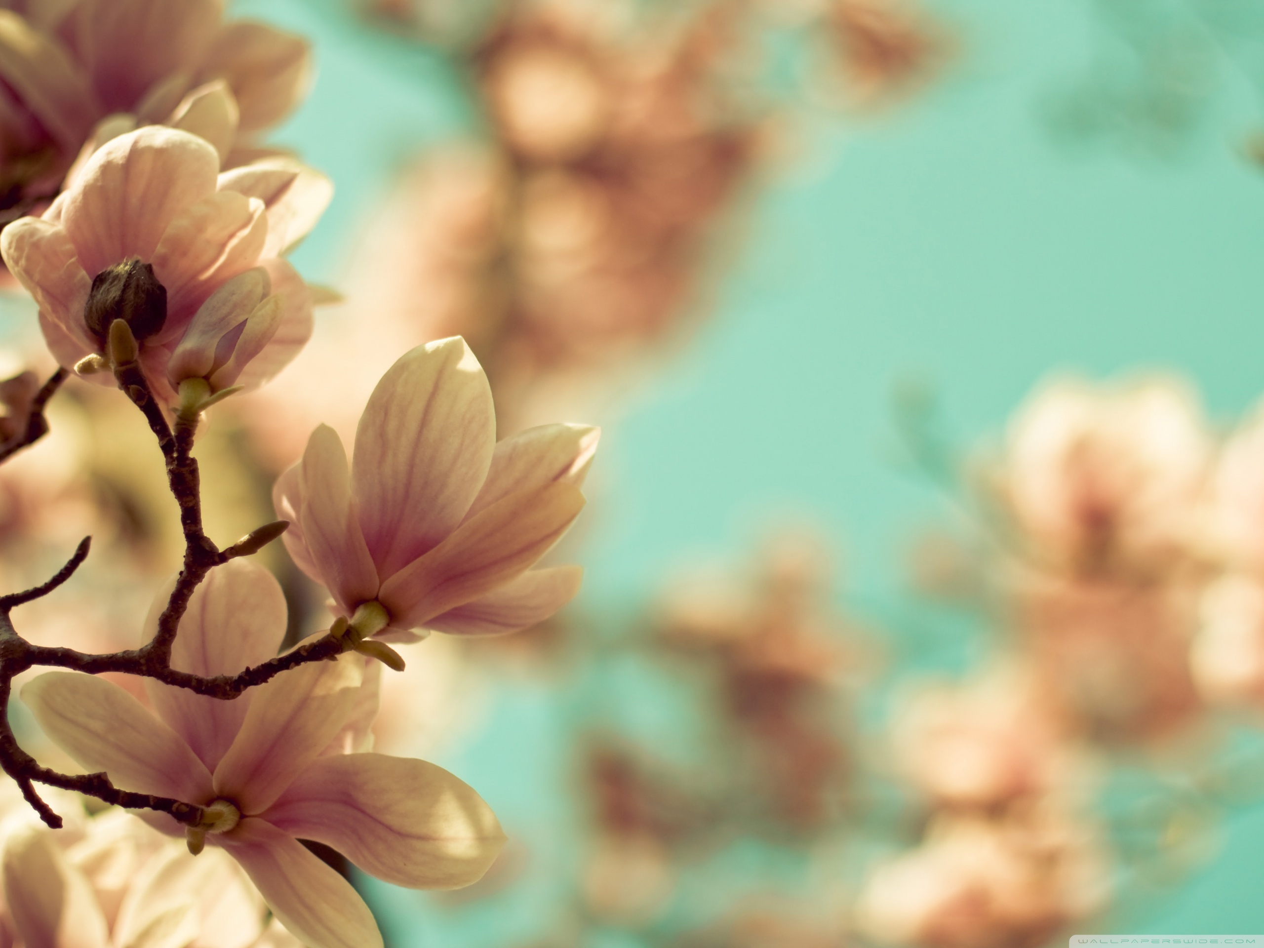 Standard - Magnolia Wallpaper Hd , HD Wallpaper & Backgrounds