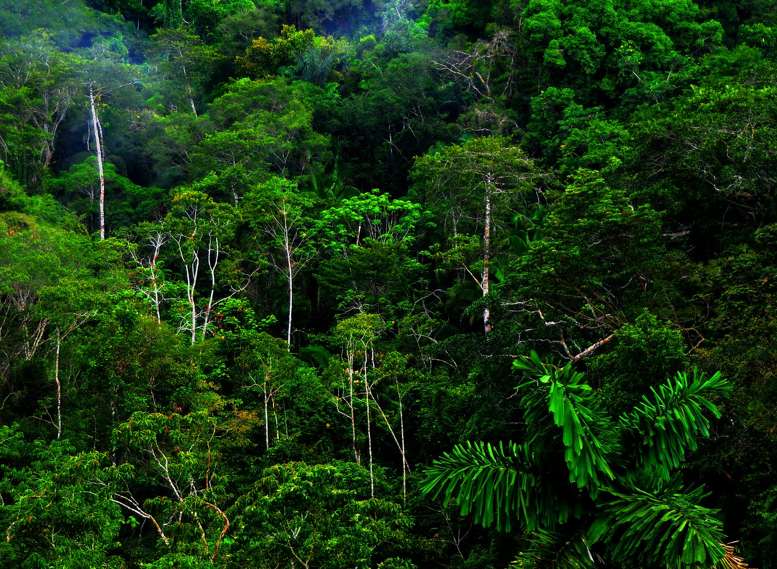 Jungle Forest Hd Wallpaper Wallpapers Desktop Wallpaper - Amazon Rainforest Wallpaper Hd , HD Wallpaper & Backgrounds