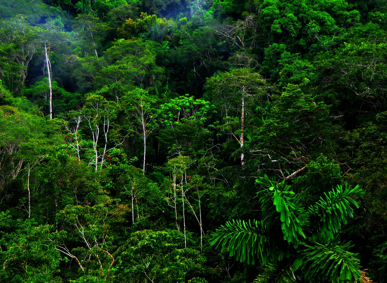 Jungle Forest Hd Wallpaper Wallpapers Desktop Wallpaper Amazon Jungle Forest Hd Wallpaper Wallpapers Desktop Wallpaper Amazon