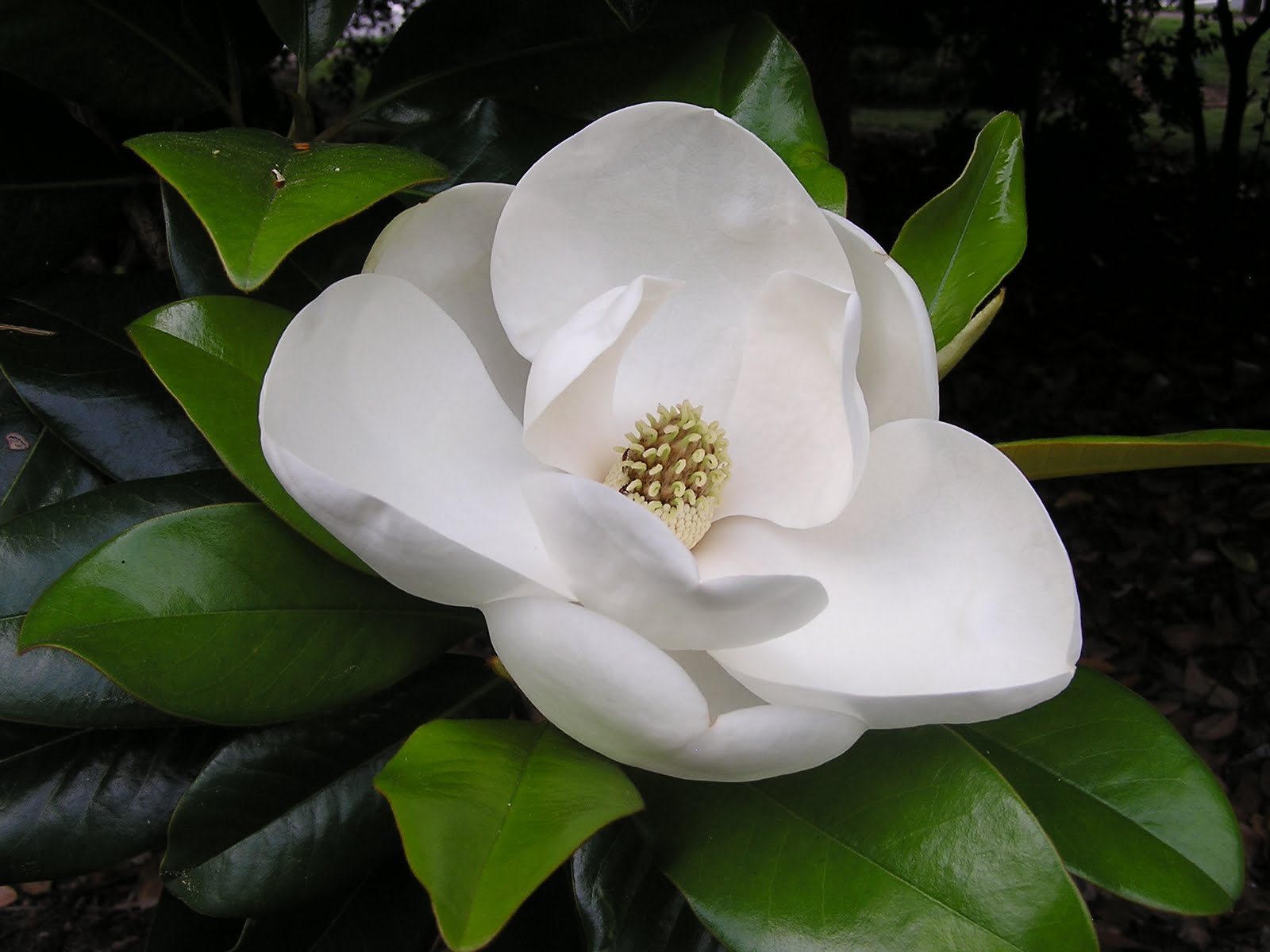 Magnolia Flowers - Southern Magnolia Flower , HD Wallpaper & Backgrounds