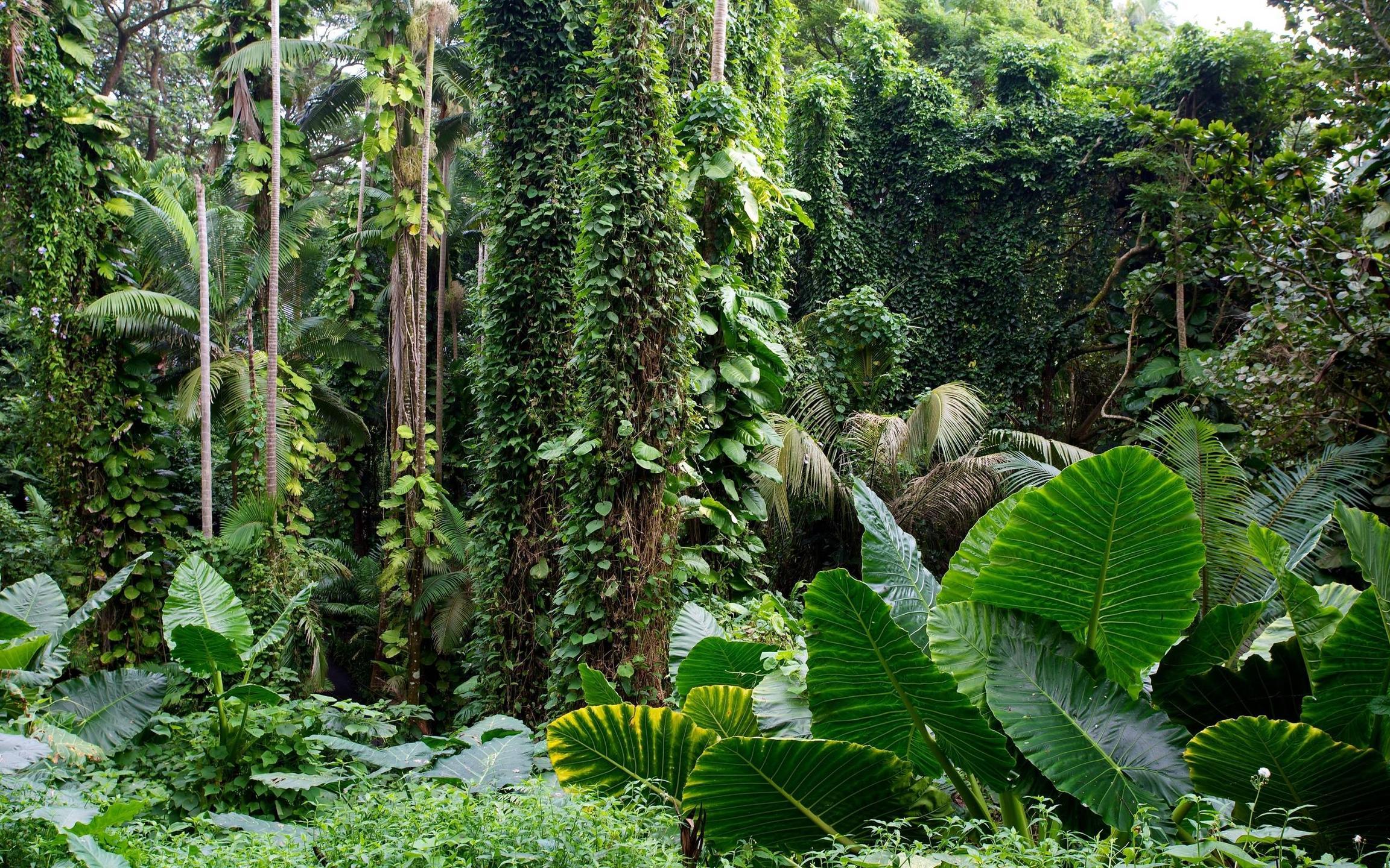Tropical Forest Wallpaper - Free Printable Rainforest Background , HD Wallpaper & Backgrounds