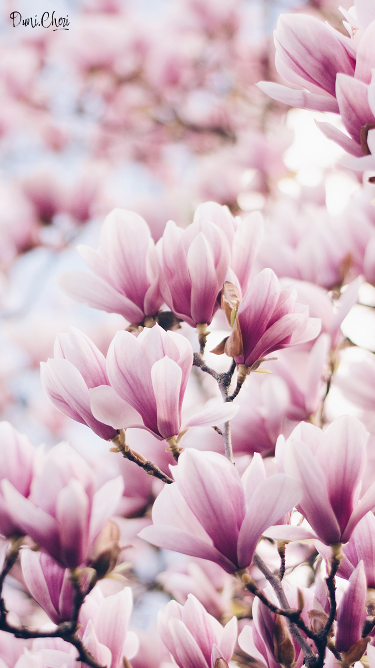 Magnolia Wallpaper Pink Mobile - Hintergrundbilder Blumen , HD Wallpaper & Backgrounds
