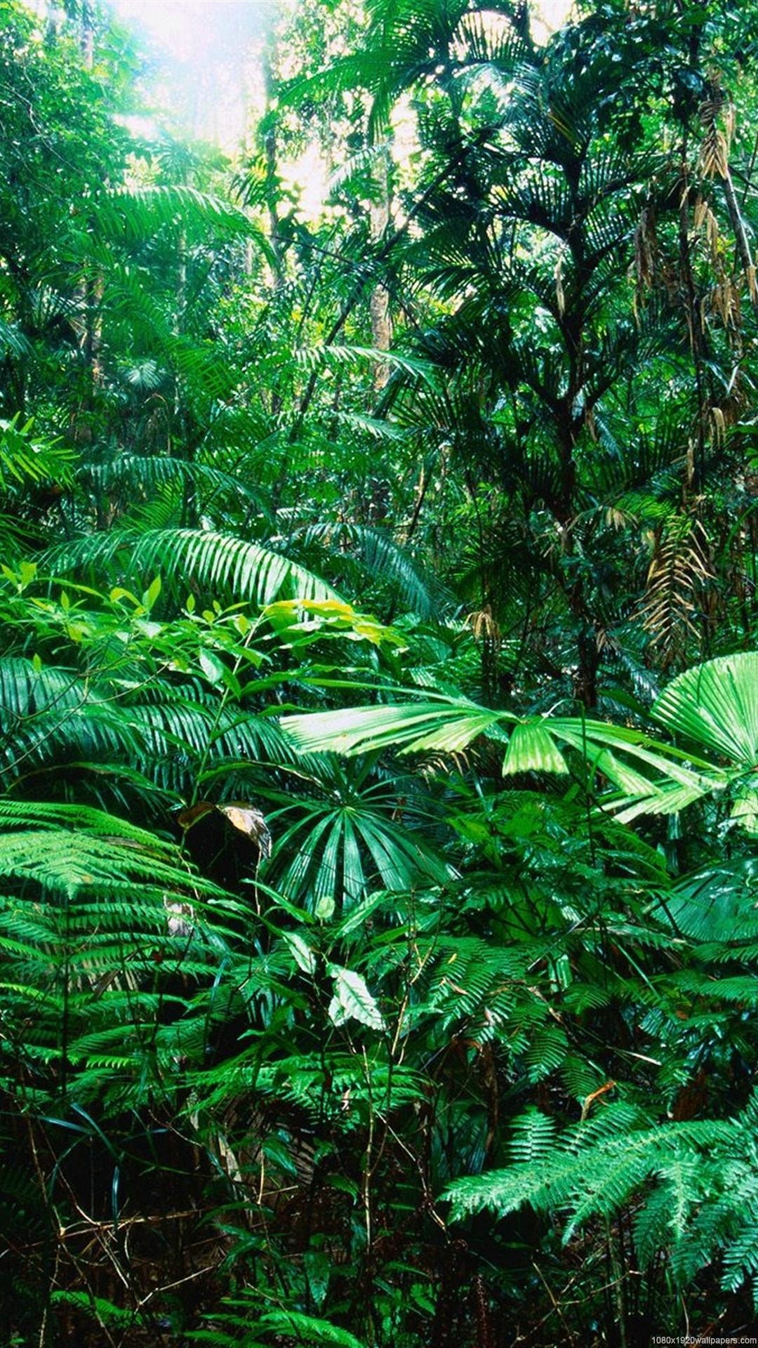 Tropical Rain Nature Forest Wallpapers Hd - Tropical Rainforest Biome Hd , HD Wallpaper & Backgrounds