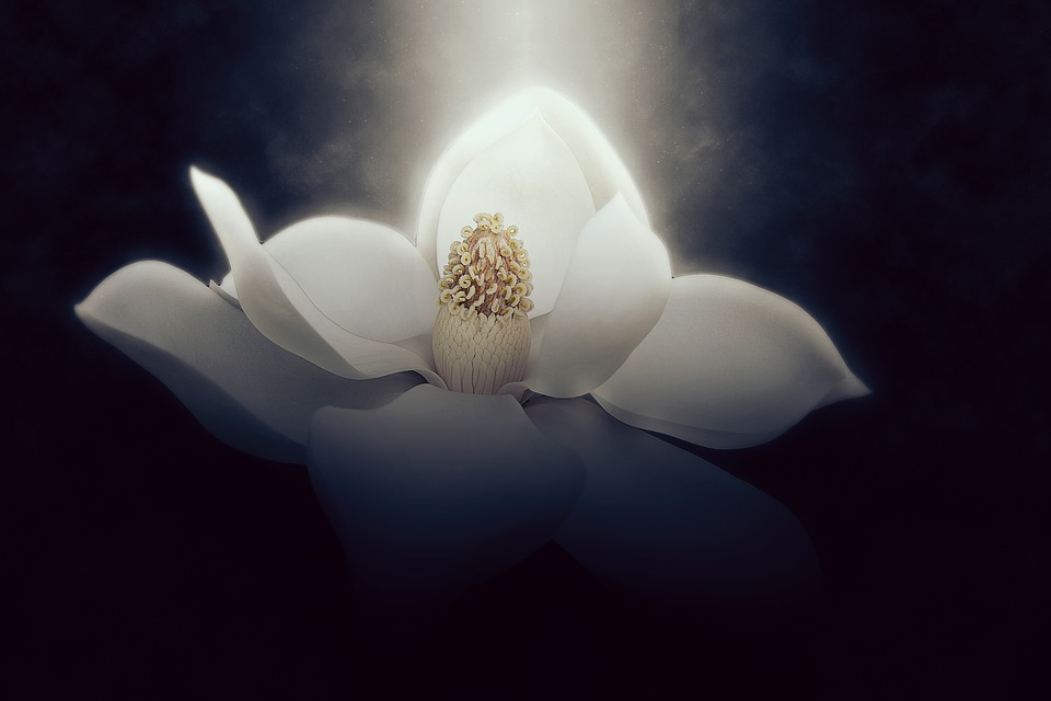 Wallpaper Background Magnolia Flower Beautiful - Southern Magnolia , HD Wallpaper & Backgrounds