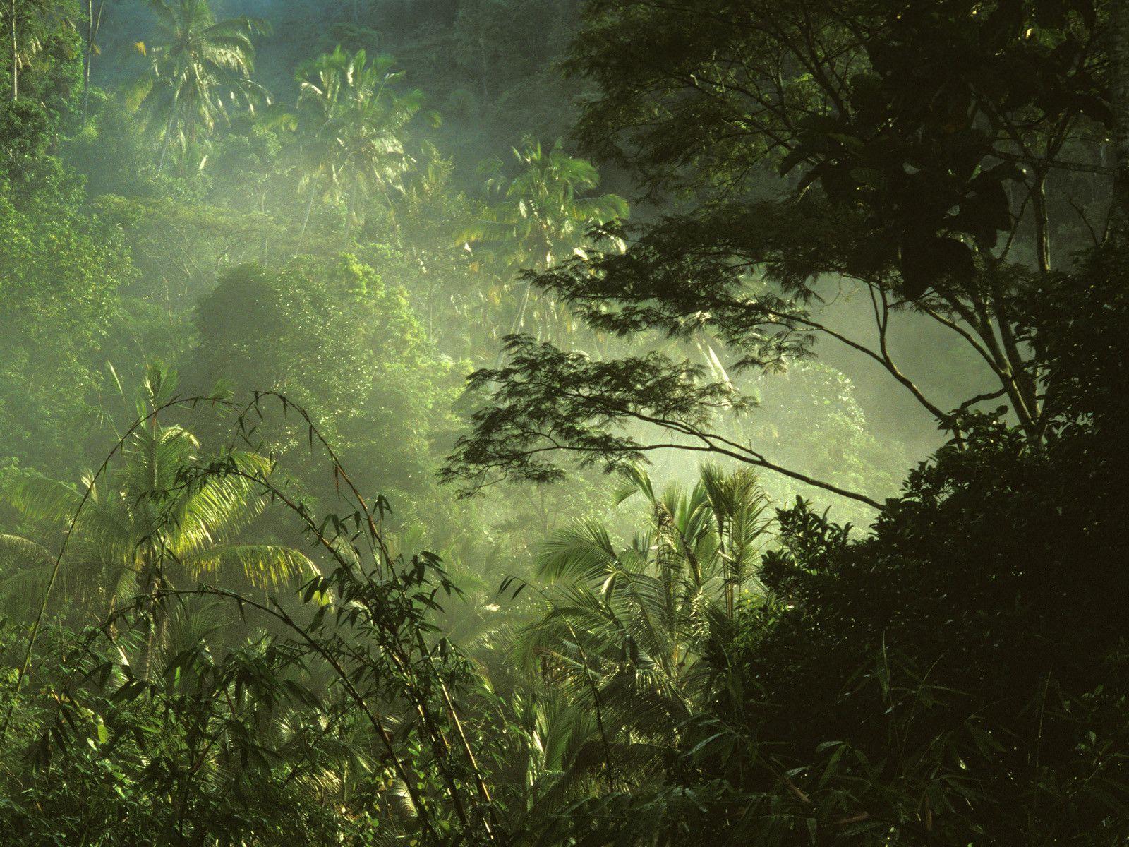 Tropical Rainforest Near Ubud Bali Indonesia Nature - Jungle , HD Wallpaper & Backgrounds