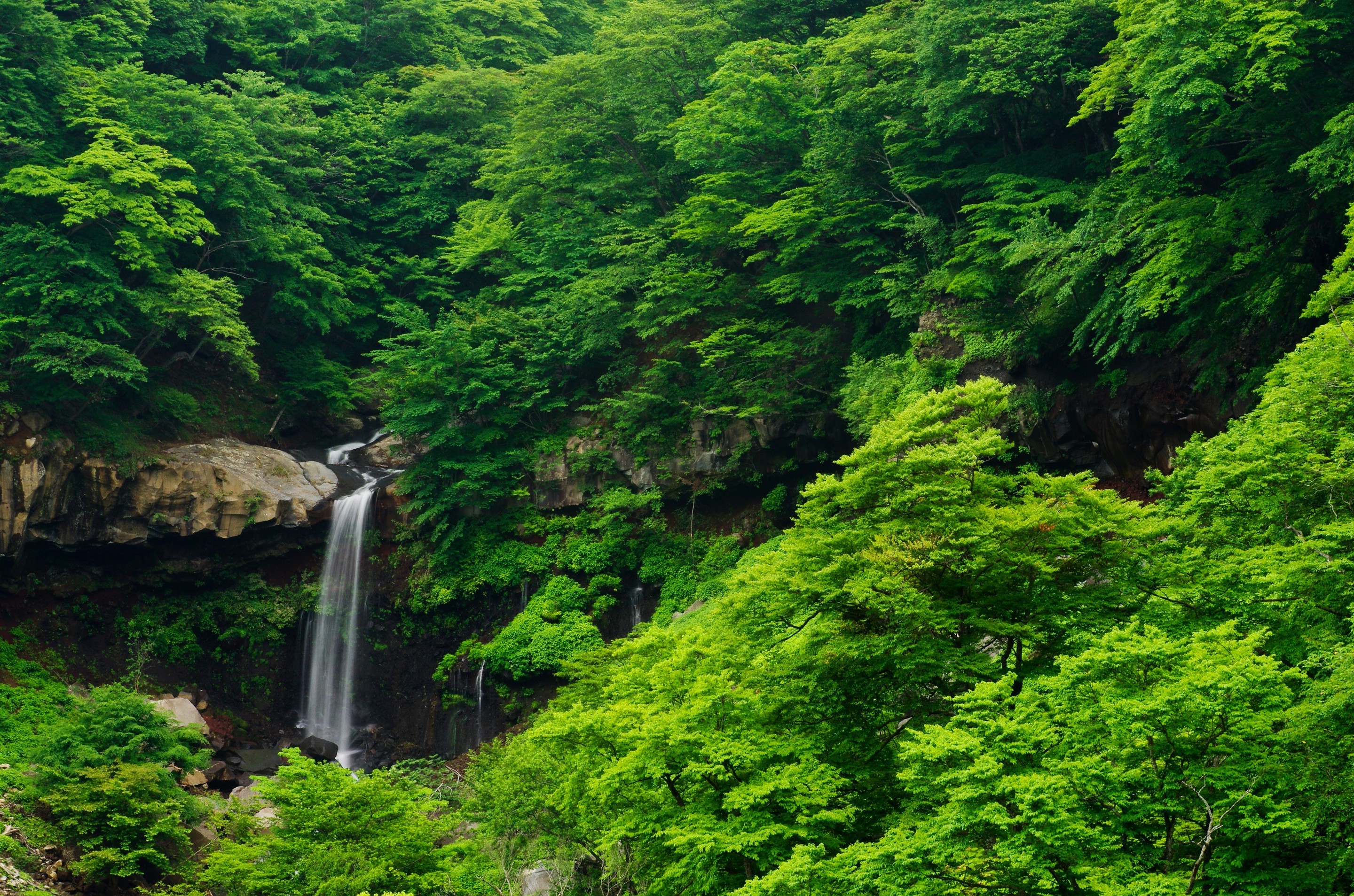 Tropical Rainforest Wallpaper, 43 Wallpapers Of Tropical - Background Green Trees Images Waterfall , HD Wallpaper & Backgrounds