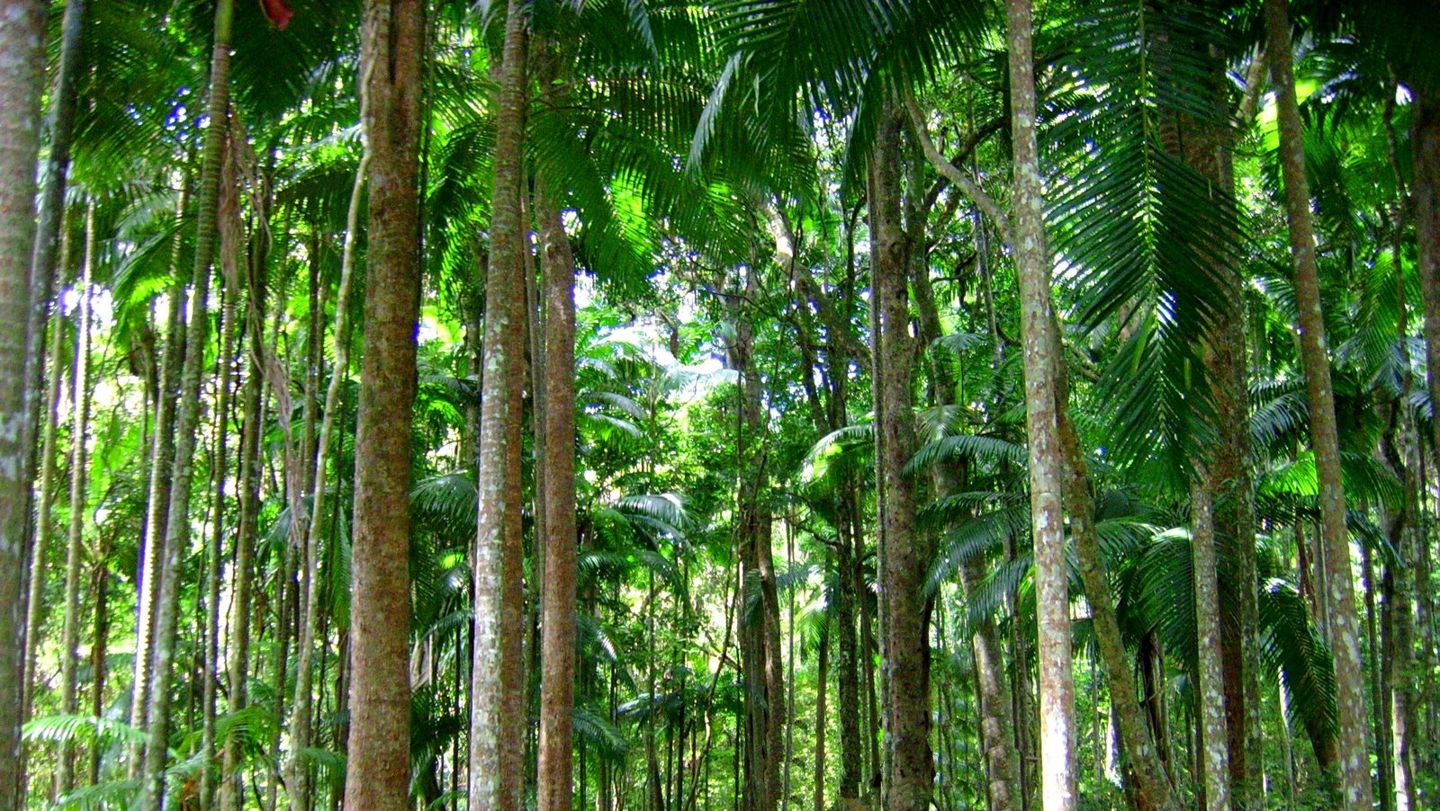 Tropical Rainforest Trees - Tree Trunks Tropical Rainforest , HD Wallpaper & Backgrounds