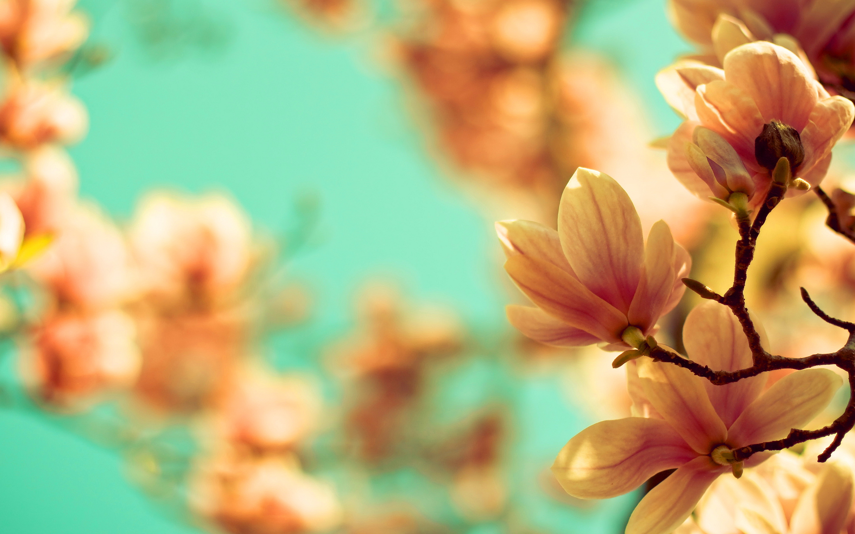 Magnolia Flowers , HD Wallpaper & Backgrounds
