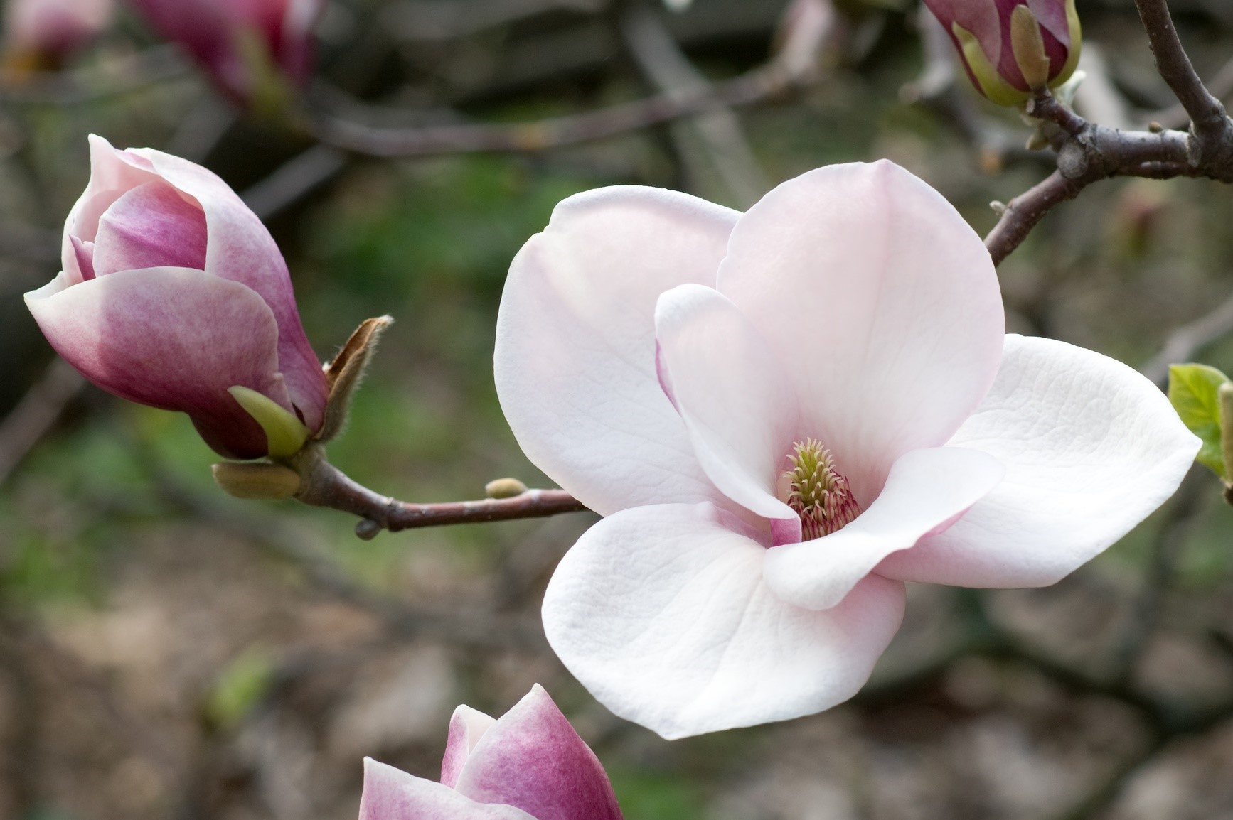 Magnolia Wallpaper - Beautiful Magnolias , HD Wallpaper & Backgrounds