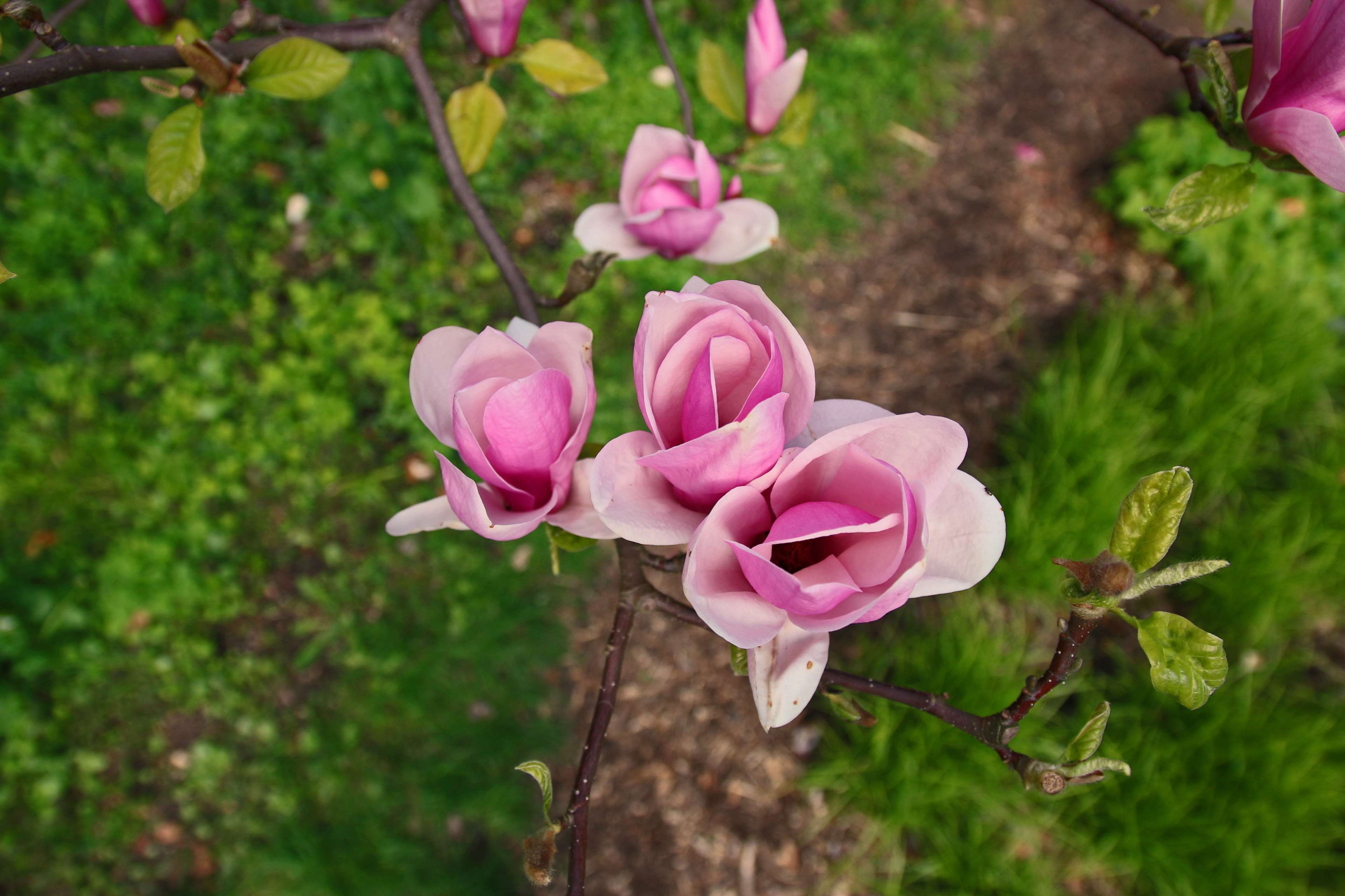 Blooms, Flourishing, Flower, Magnolia, Magnolia Flower, - Magnolias Flores , HD Wallpaper & Backgrounds