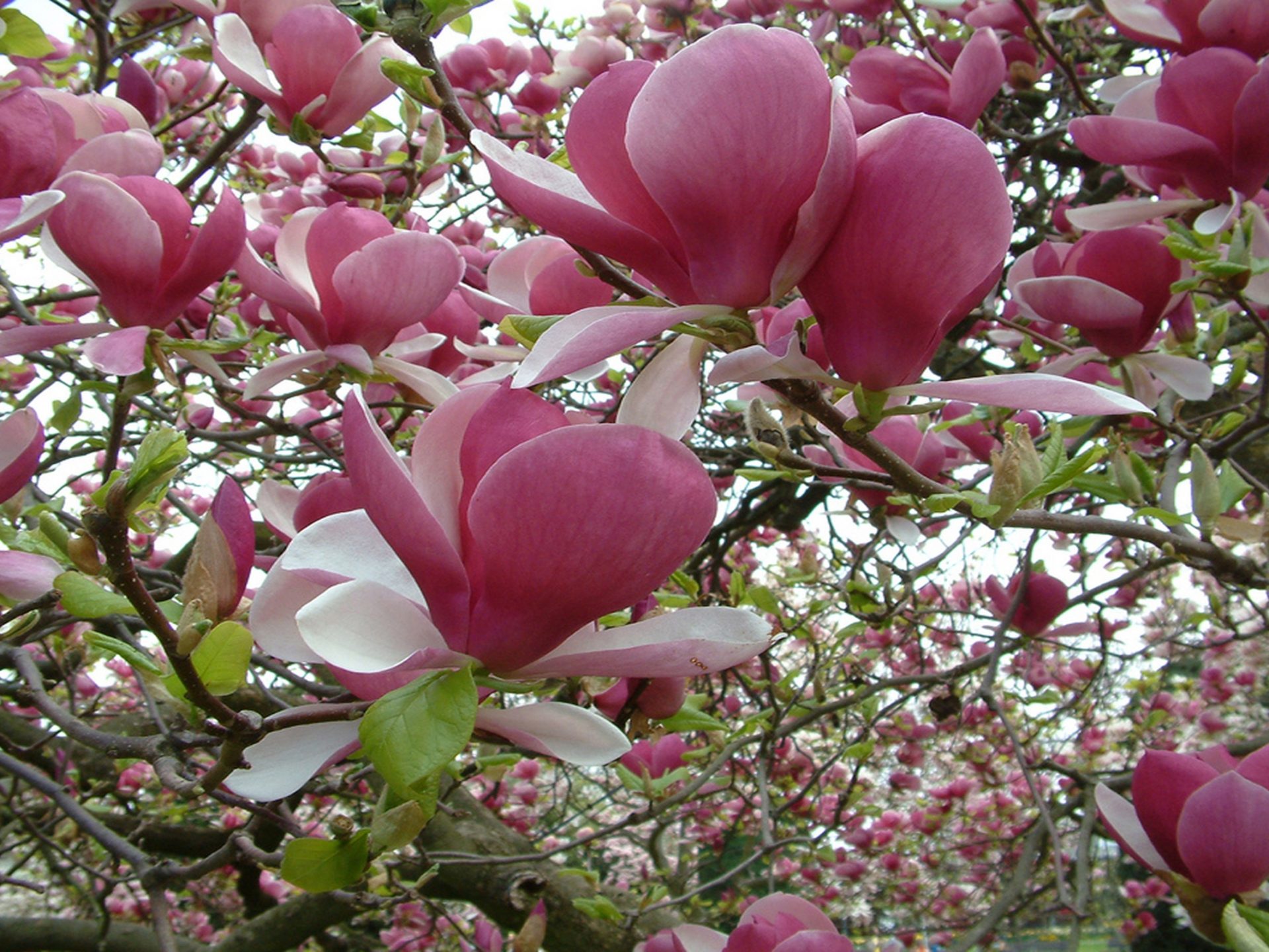 Magnolia Rustica Rubra , HD Wallpaper & Backgrounds