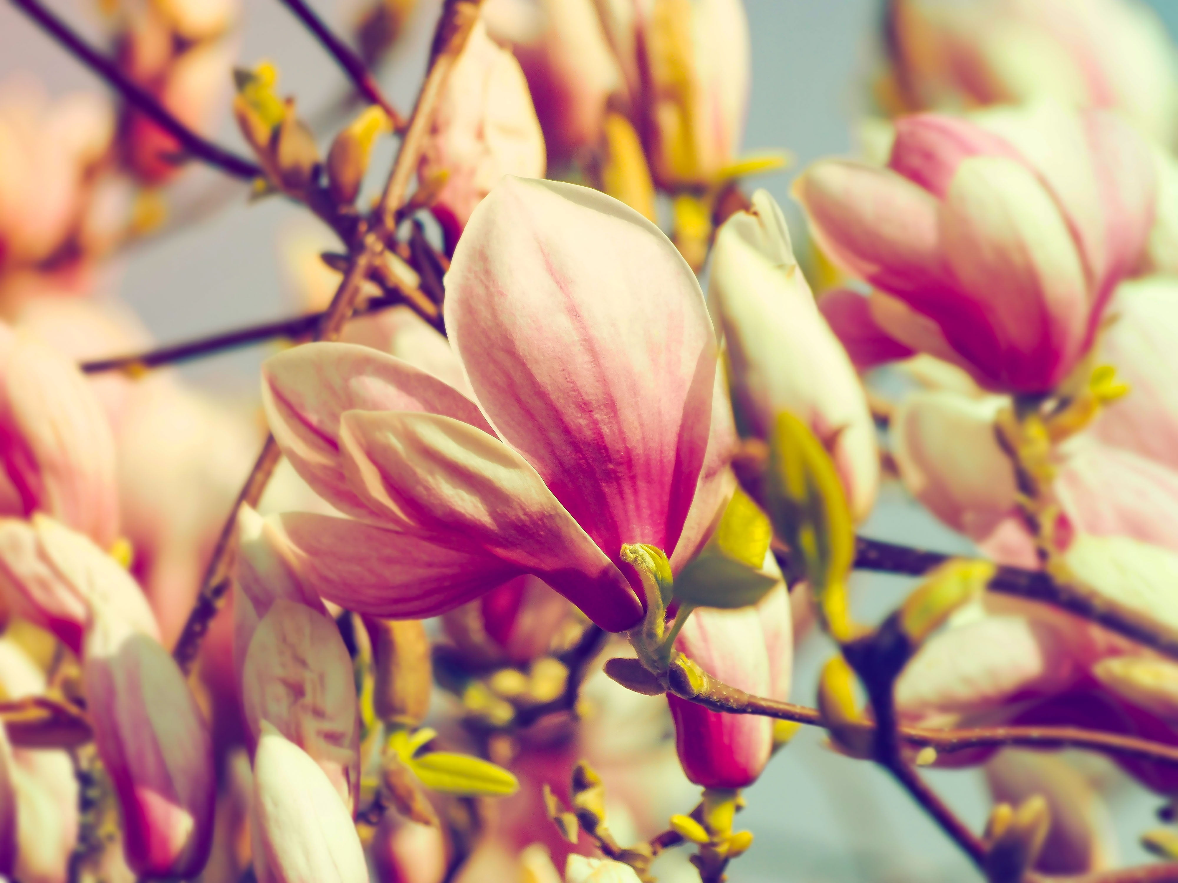 Pink Petaled Flowers, Magnolia, Flowers, Petals Hd - 4k Wallpapers Magnolia , HD Wallpaper & Backgrounds