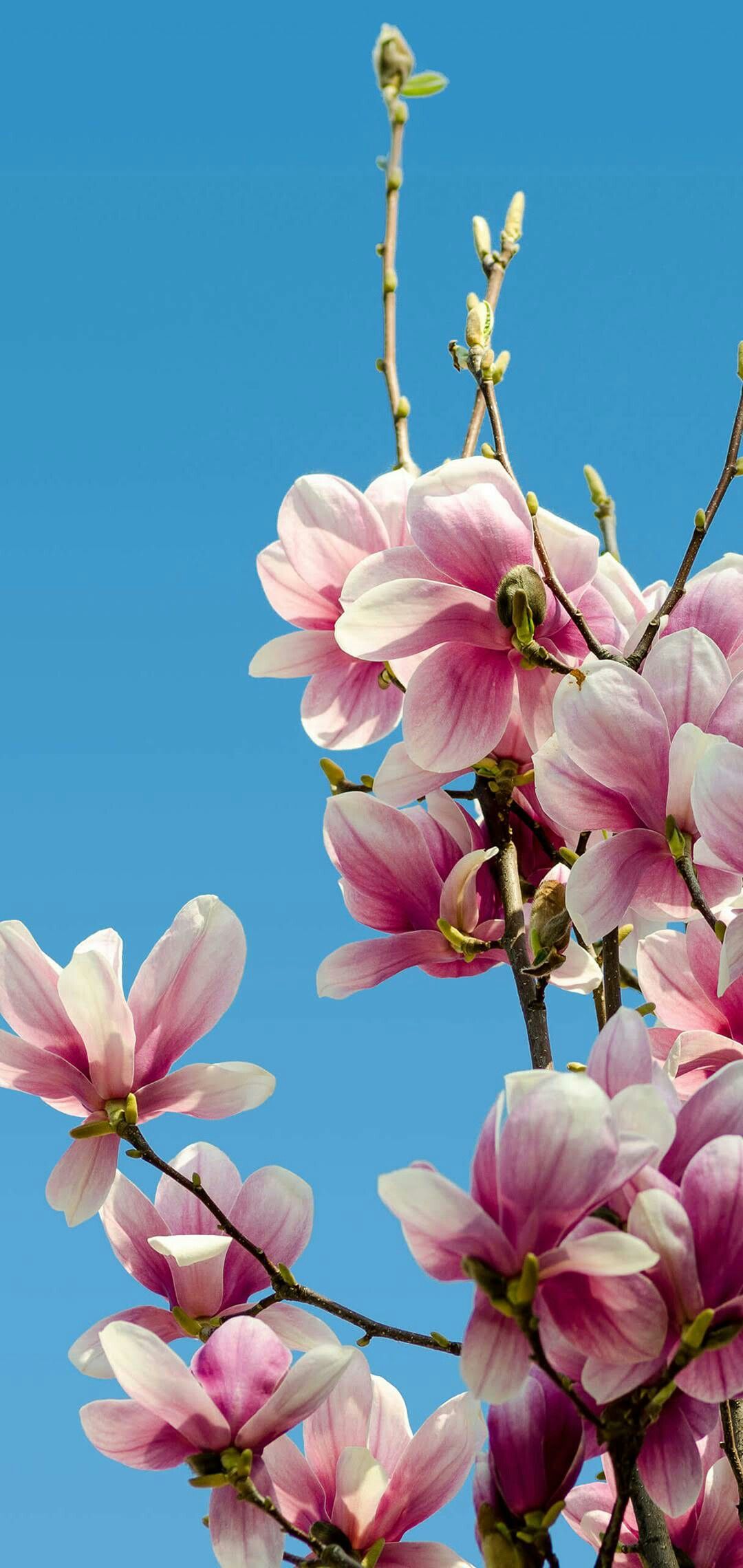 Chinese Magnolia - Huawei Wallpaper Flower , HD Wallpaper & Backgrounds