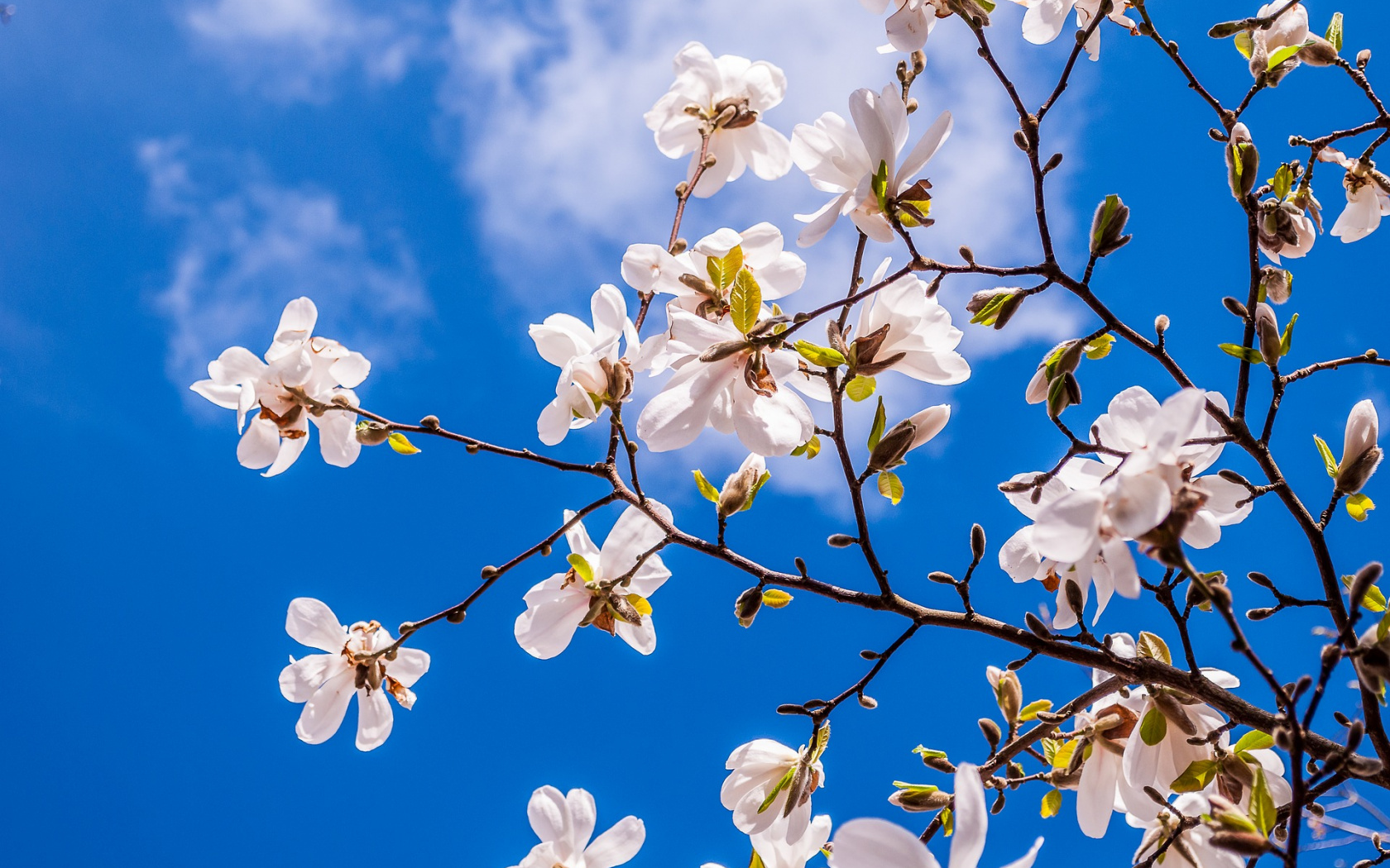 Wallpaper Magnolia Flowers, Spring, Blossom , HD Wallpaper & Backgrounds