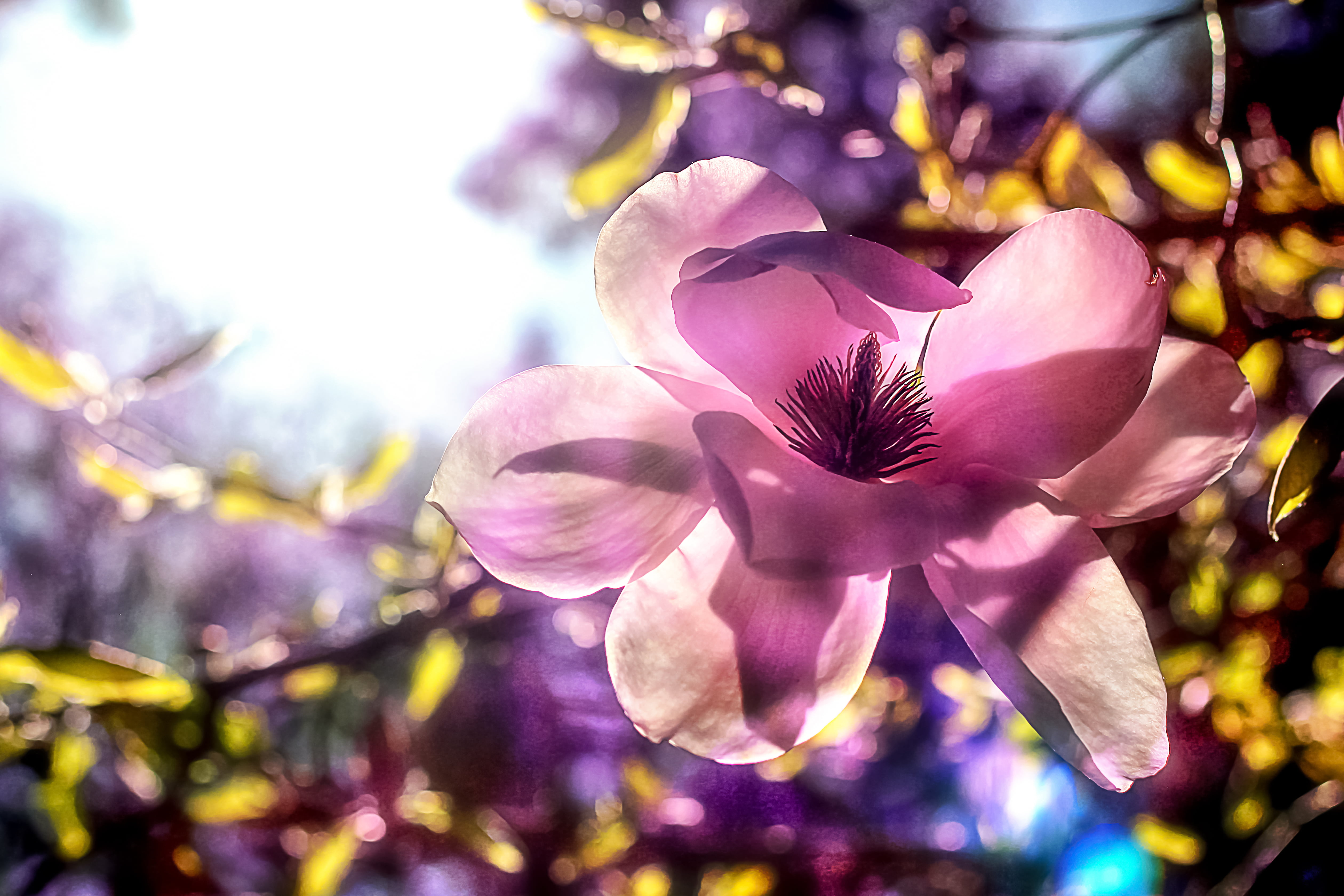 Purple Magnolia Flower Close-up Photography Hd Wallpaper - Magnolia , HD Wallpaper & Backgrounds